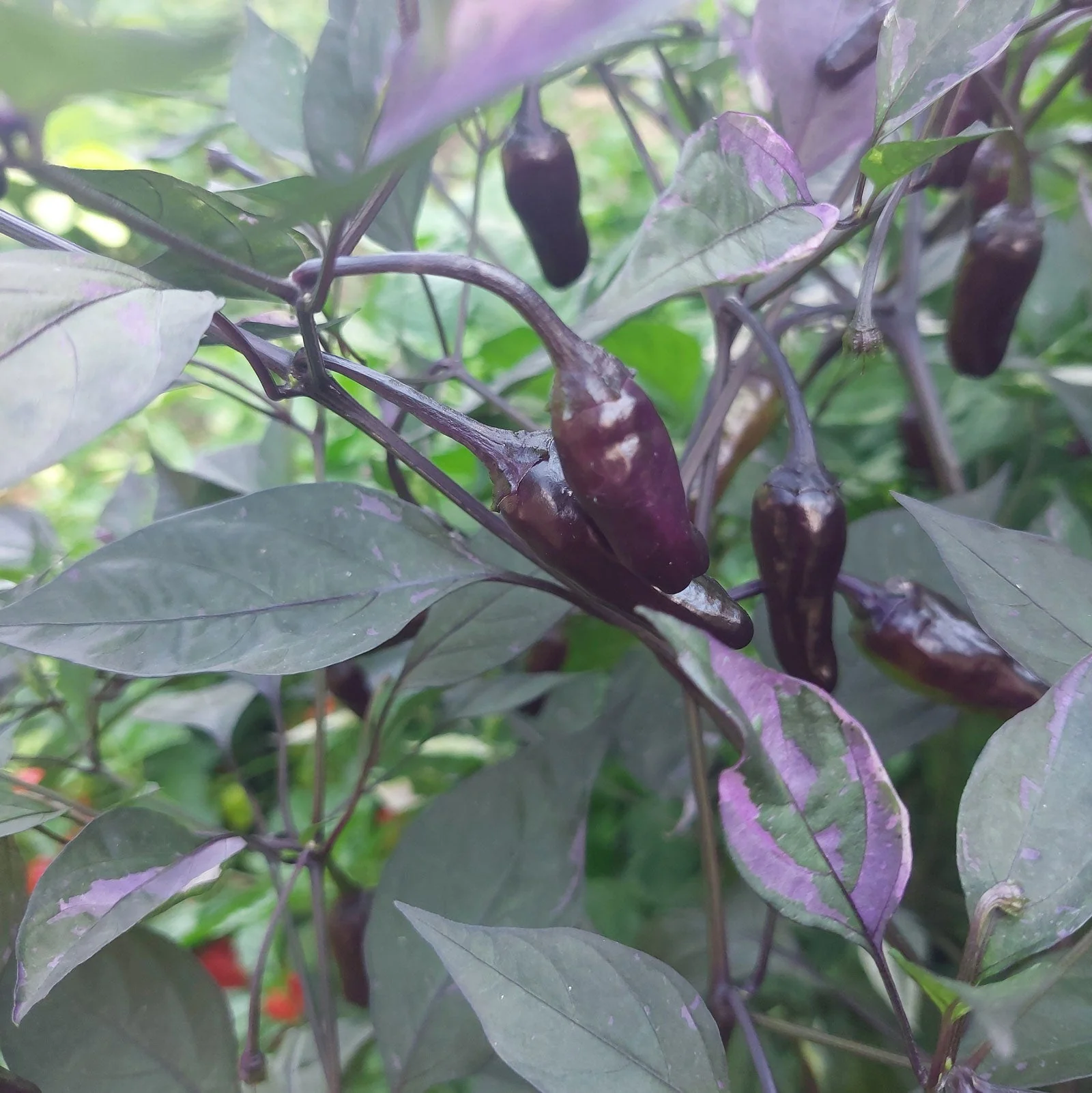 Black Scorpion Tongue Pepper Seeds - Image 2