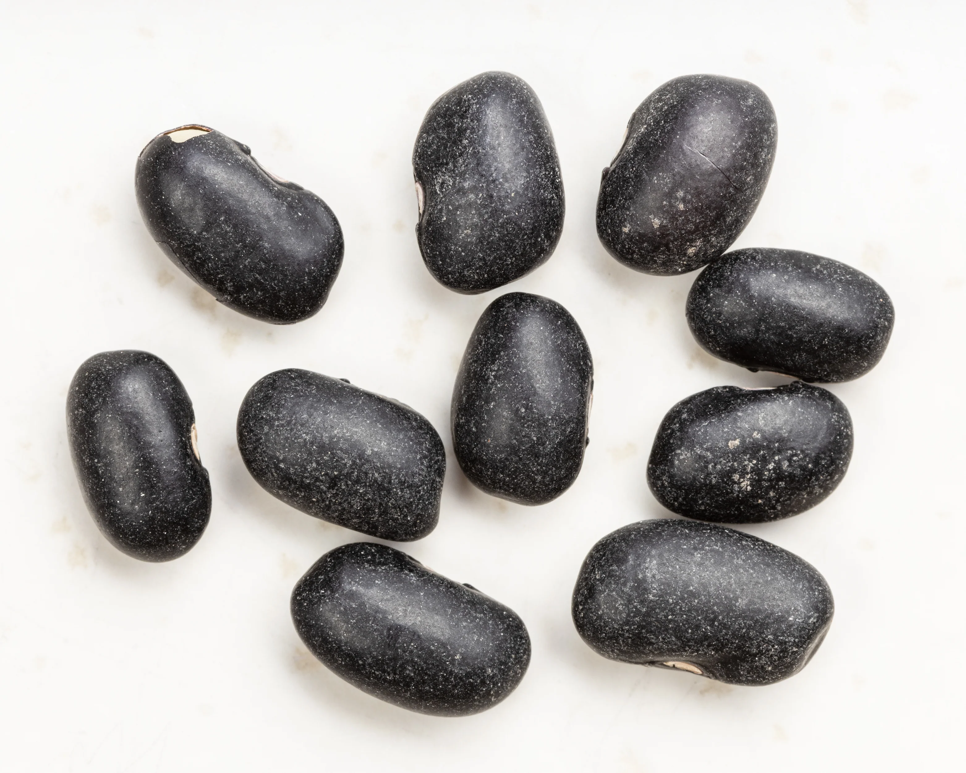 Black Turtle Bean Seeds - Image 2