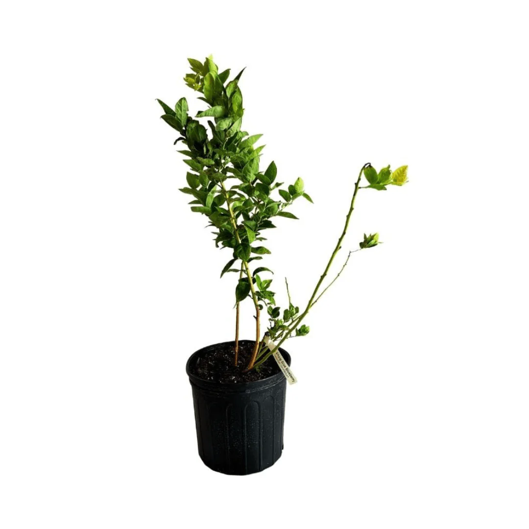 Blueberry Plant Sharpe Blue tree - Image 2