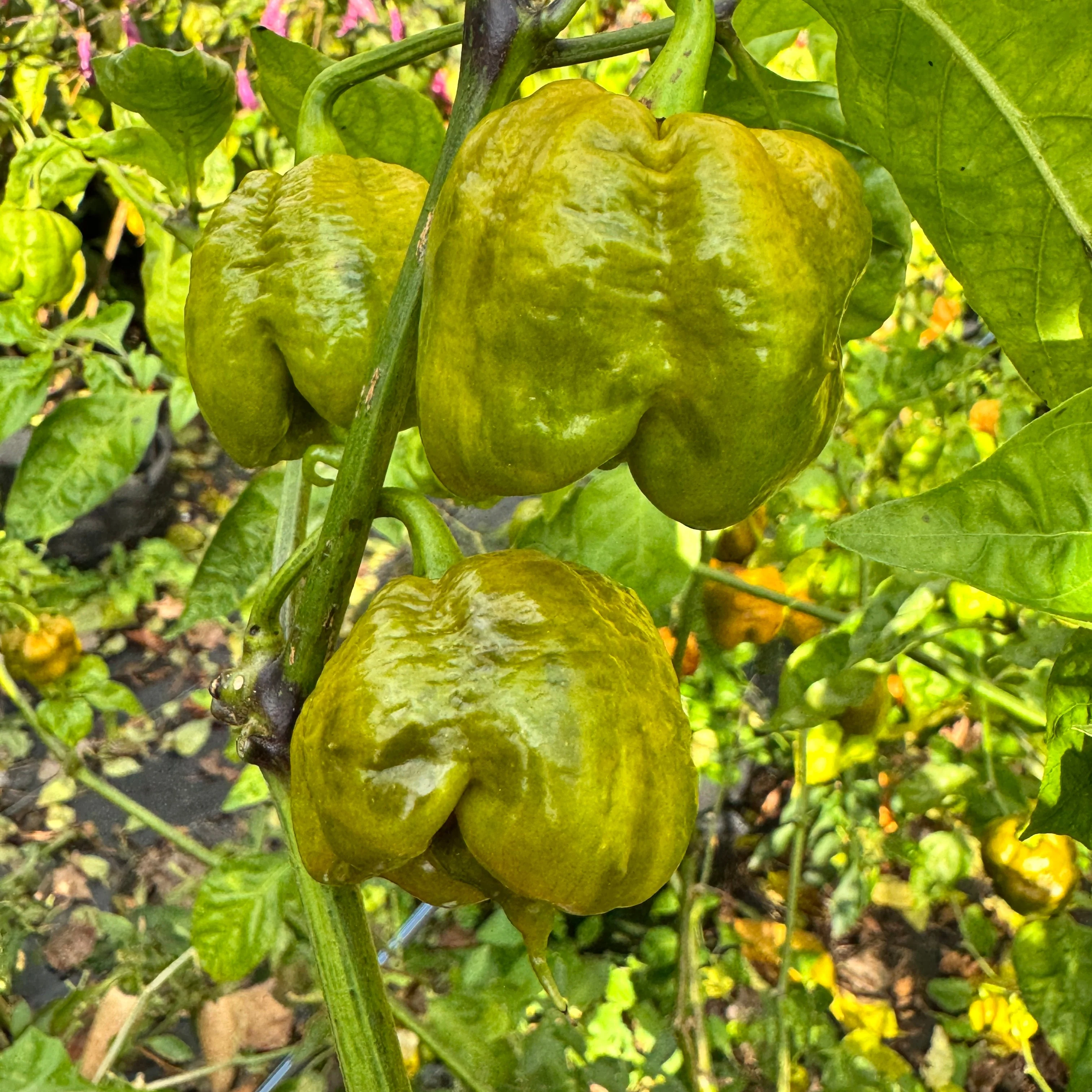 Bobboi Mustard - Seeds - Image 2