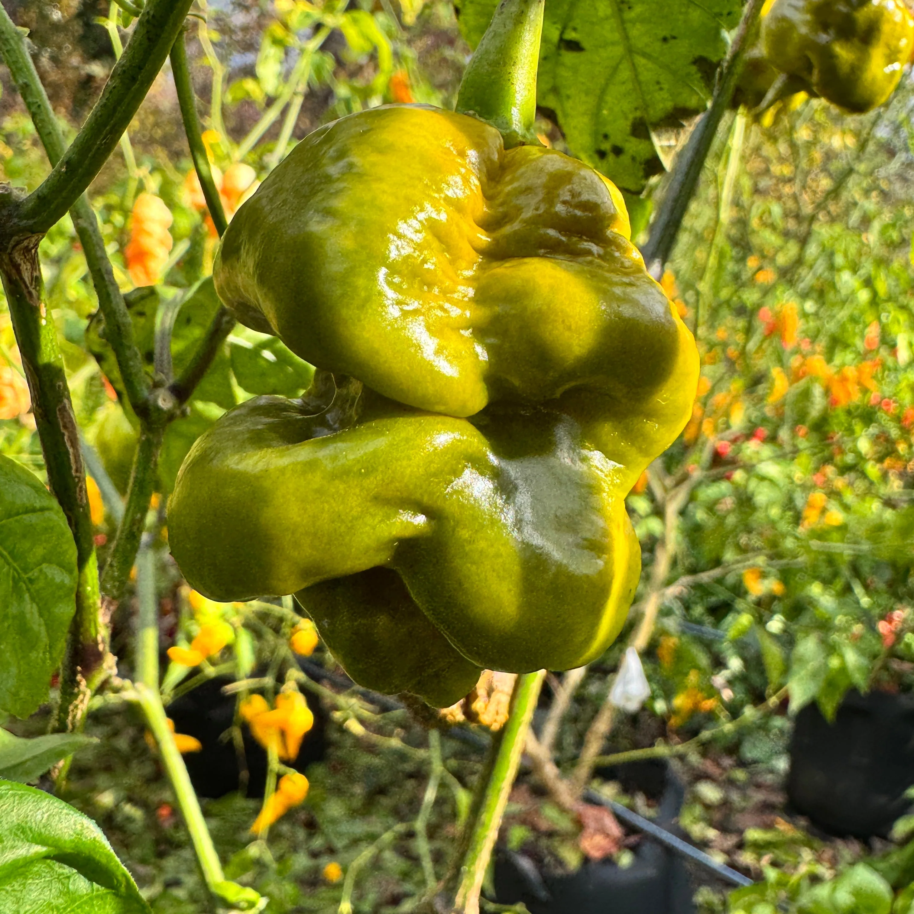 Bobboi Mustard - Seeds - Image 3