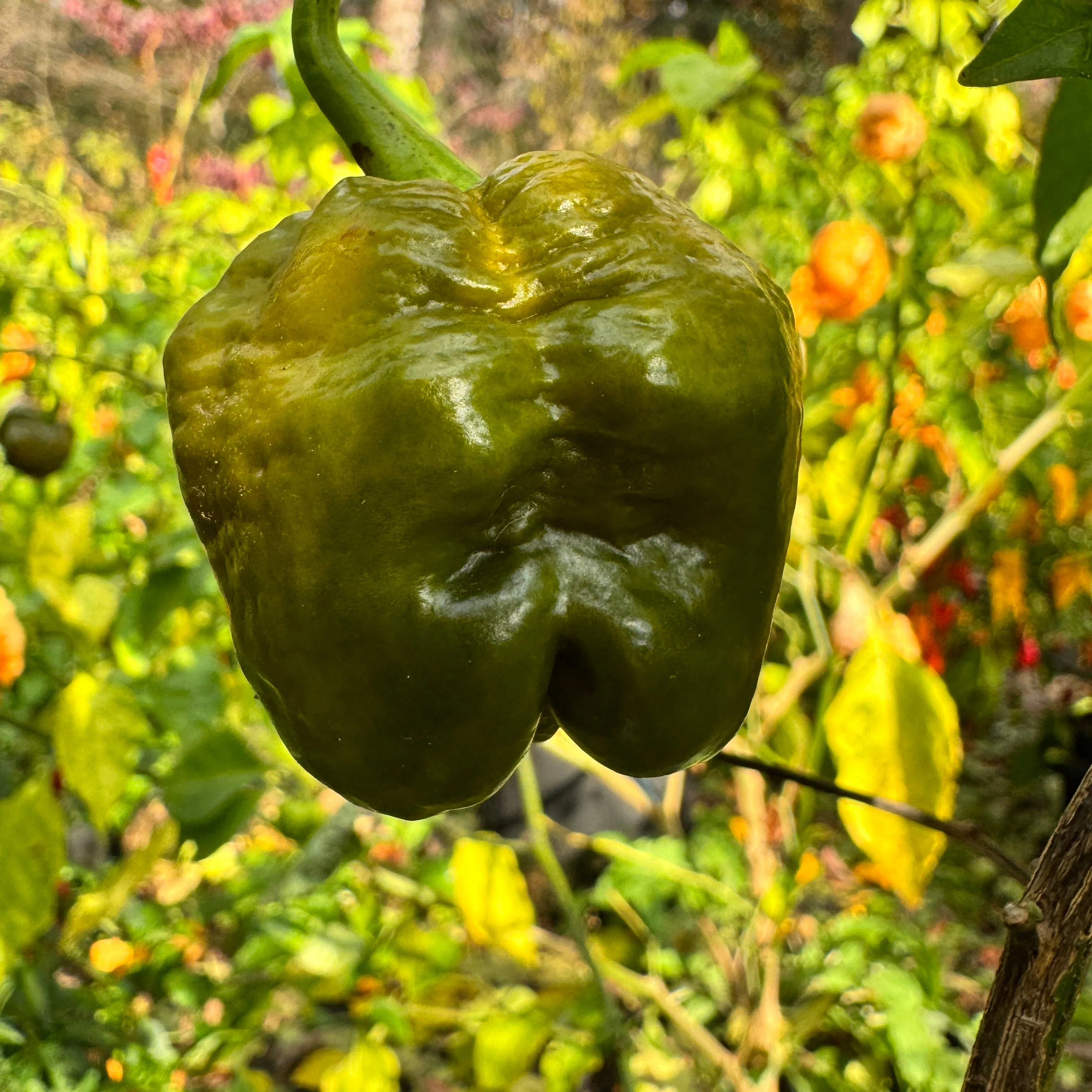 Bobboi Mustard - Seeds - Image 8