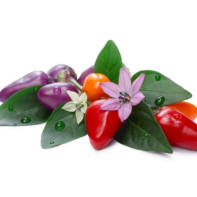 Bolivian Rainbow Pepper Seeds - Image 2