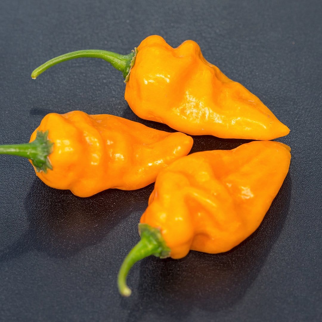 Bonda ma Jacques Pepper Seeds (Non-Isolated) - Image 3