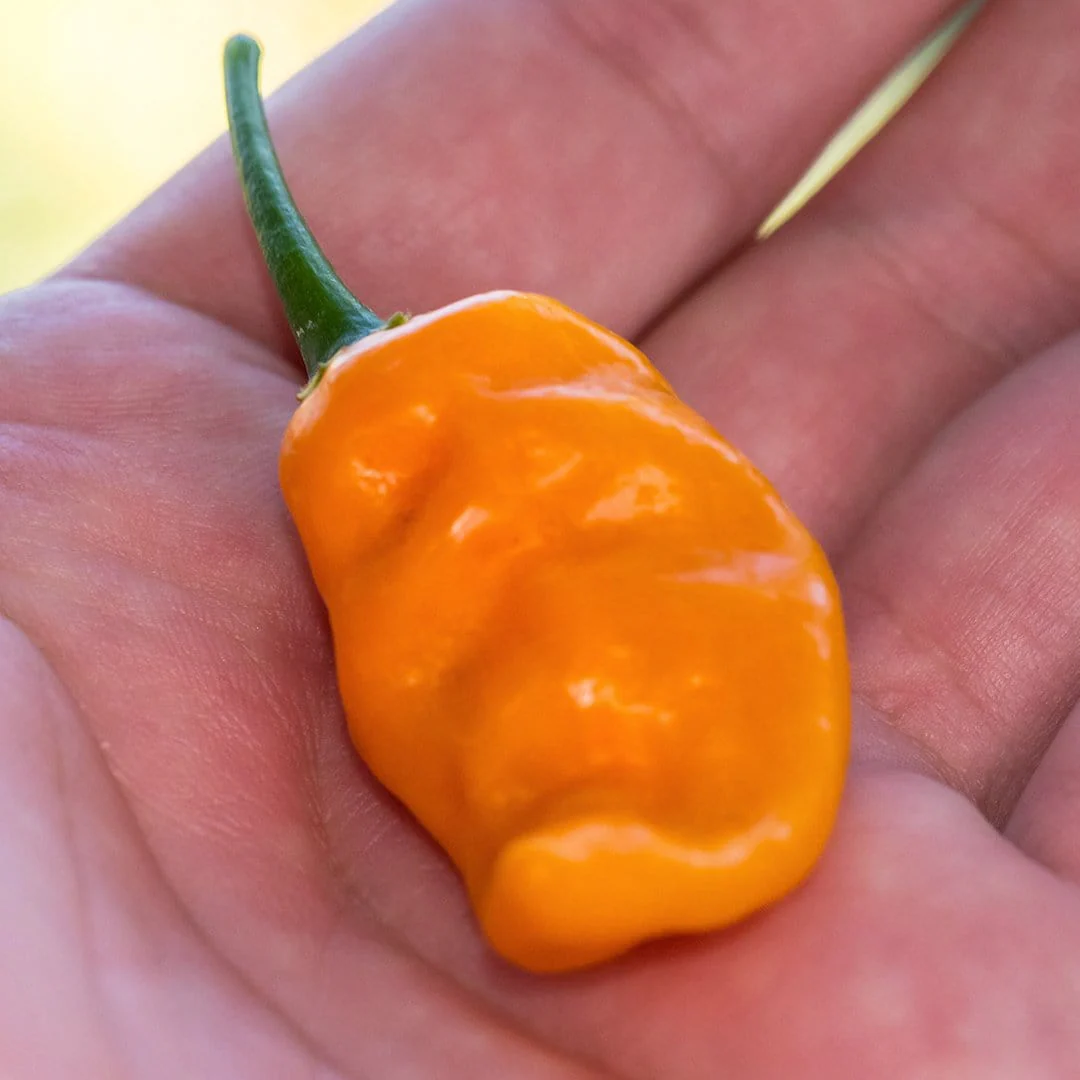 Bonda ma Jacques Pepper Seeds (Non-Isolated) - Image 4