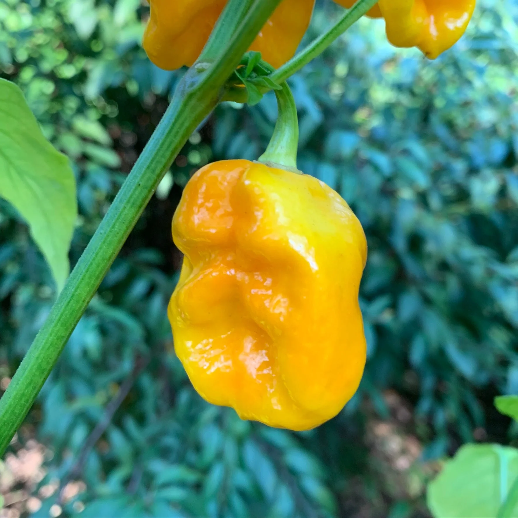 Bonda Mahala  - Seeds - Image 2