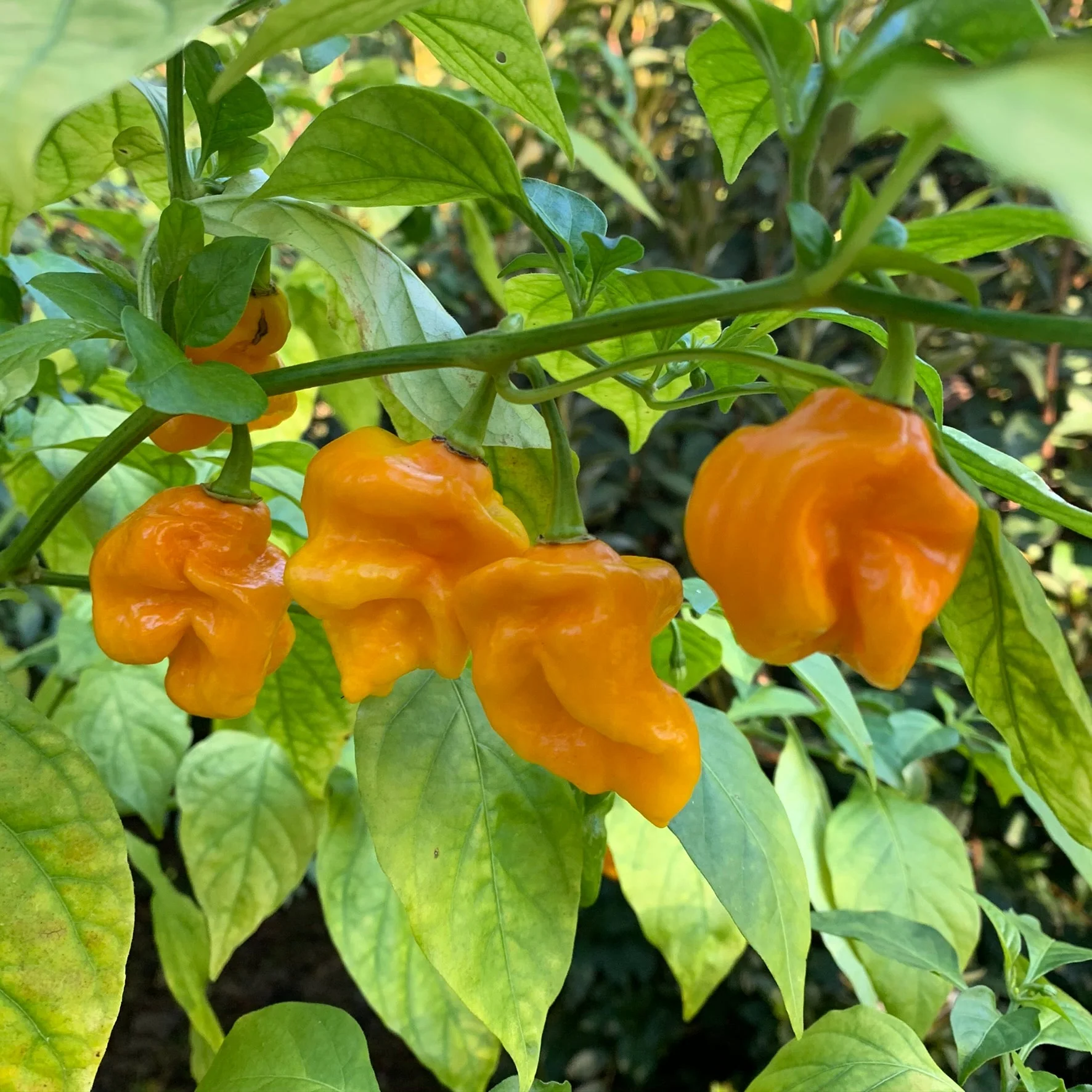 Bonda Mahala  - Seeds - Image 3