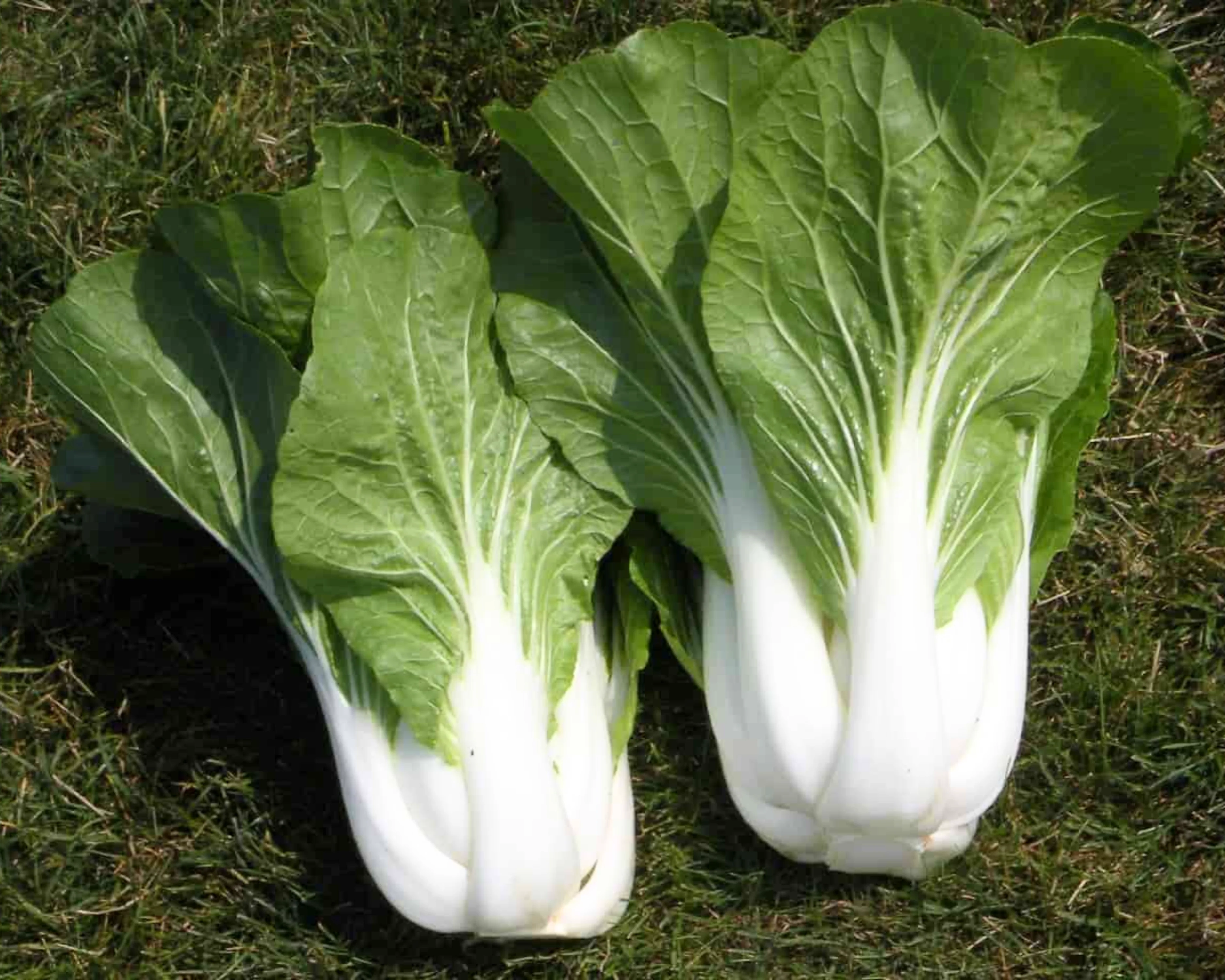 BoPak Bok Choi Hybrid Seeds - Image 2