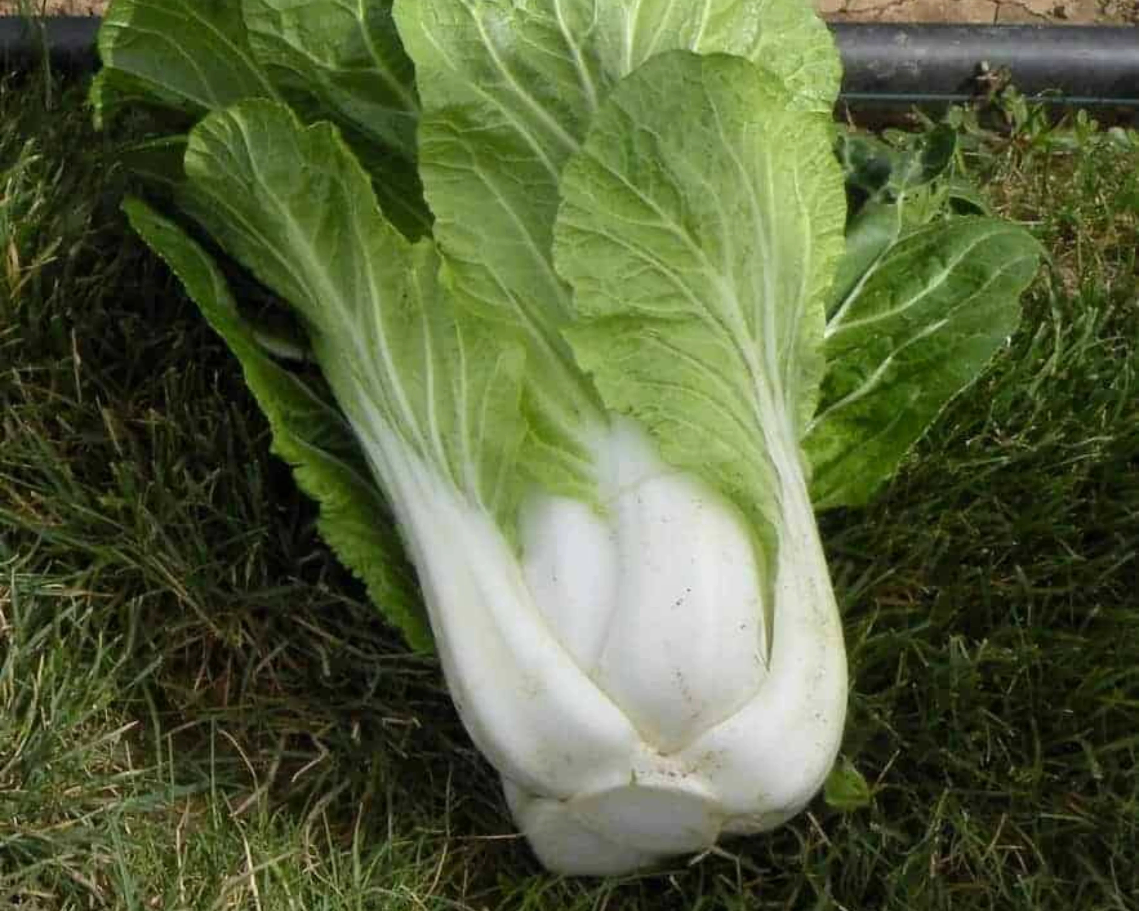 BoPak Bok Choi Hybrid Seeds - Image 3