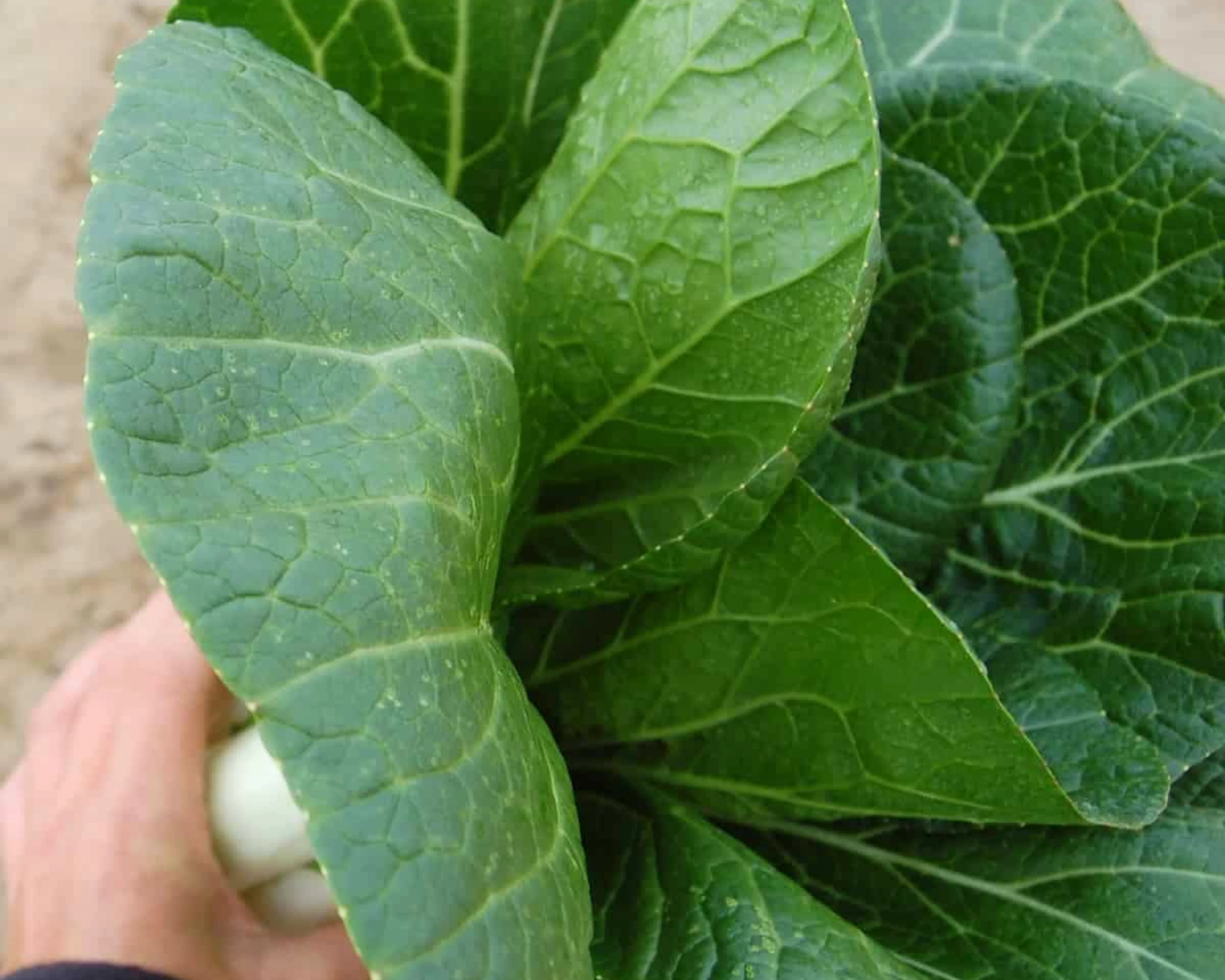 BoPak Bok Choi Hybrid Seeds - Image 4