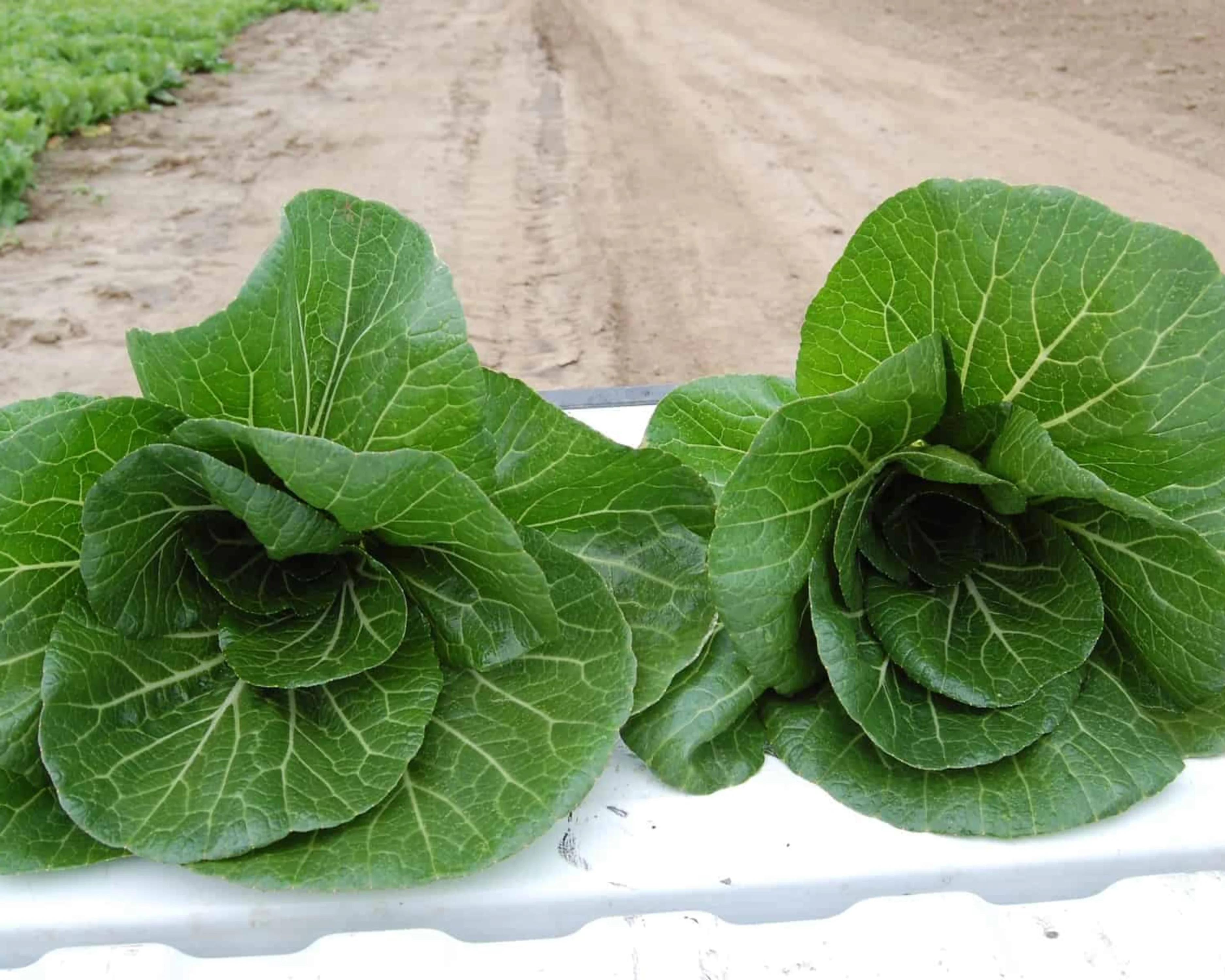 BoPak Bok Choi Hybrid Seeds - Image 5