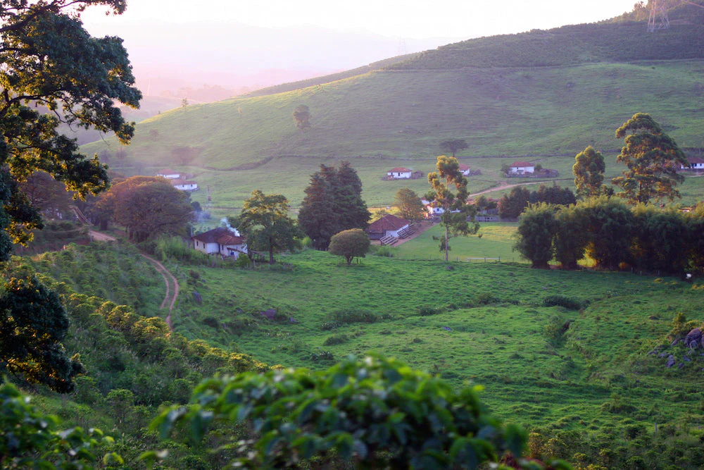 Brazil Decaf - Image 8