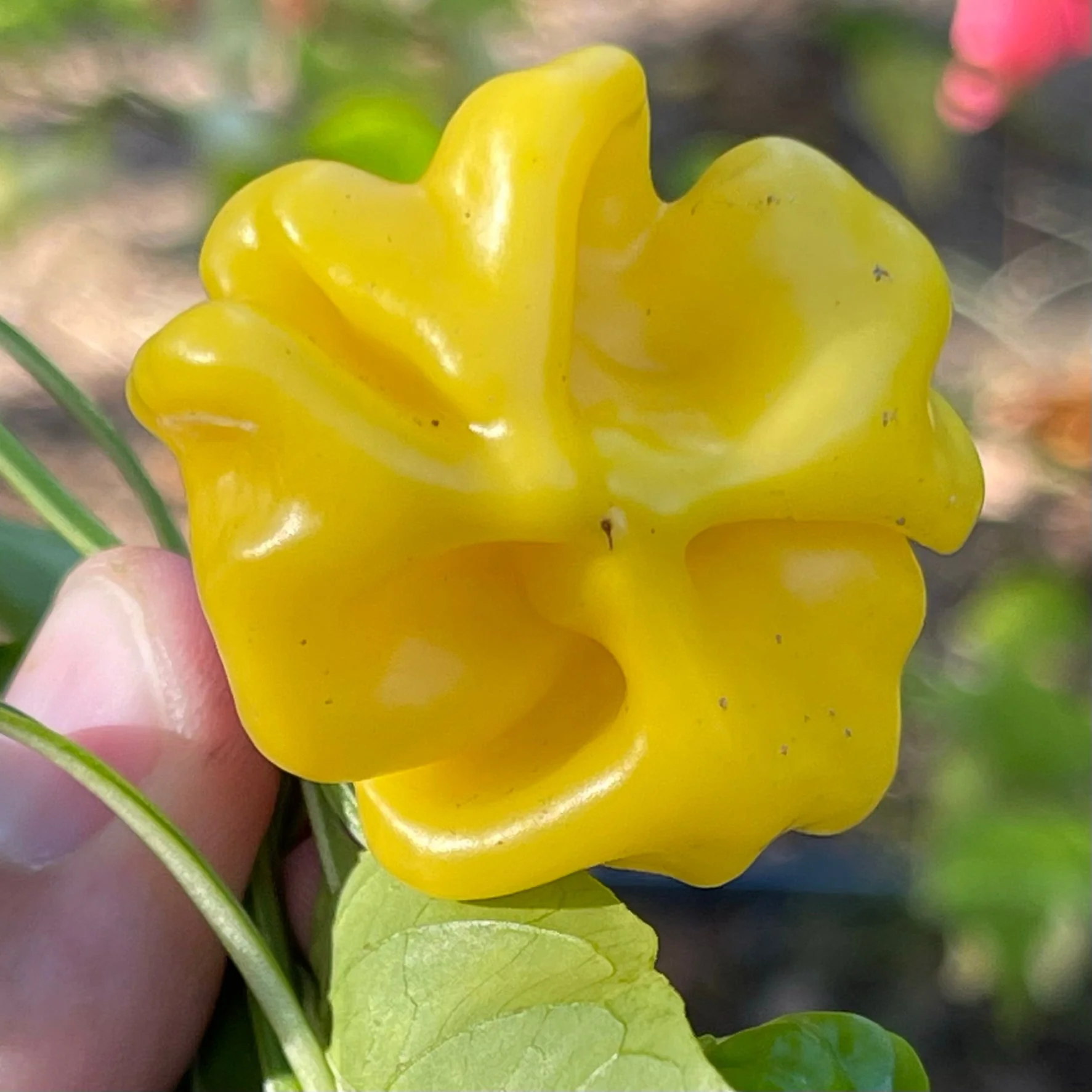 Brazilian Starfish Yellow - Seeds - Image 2