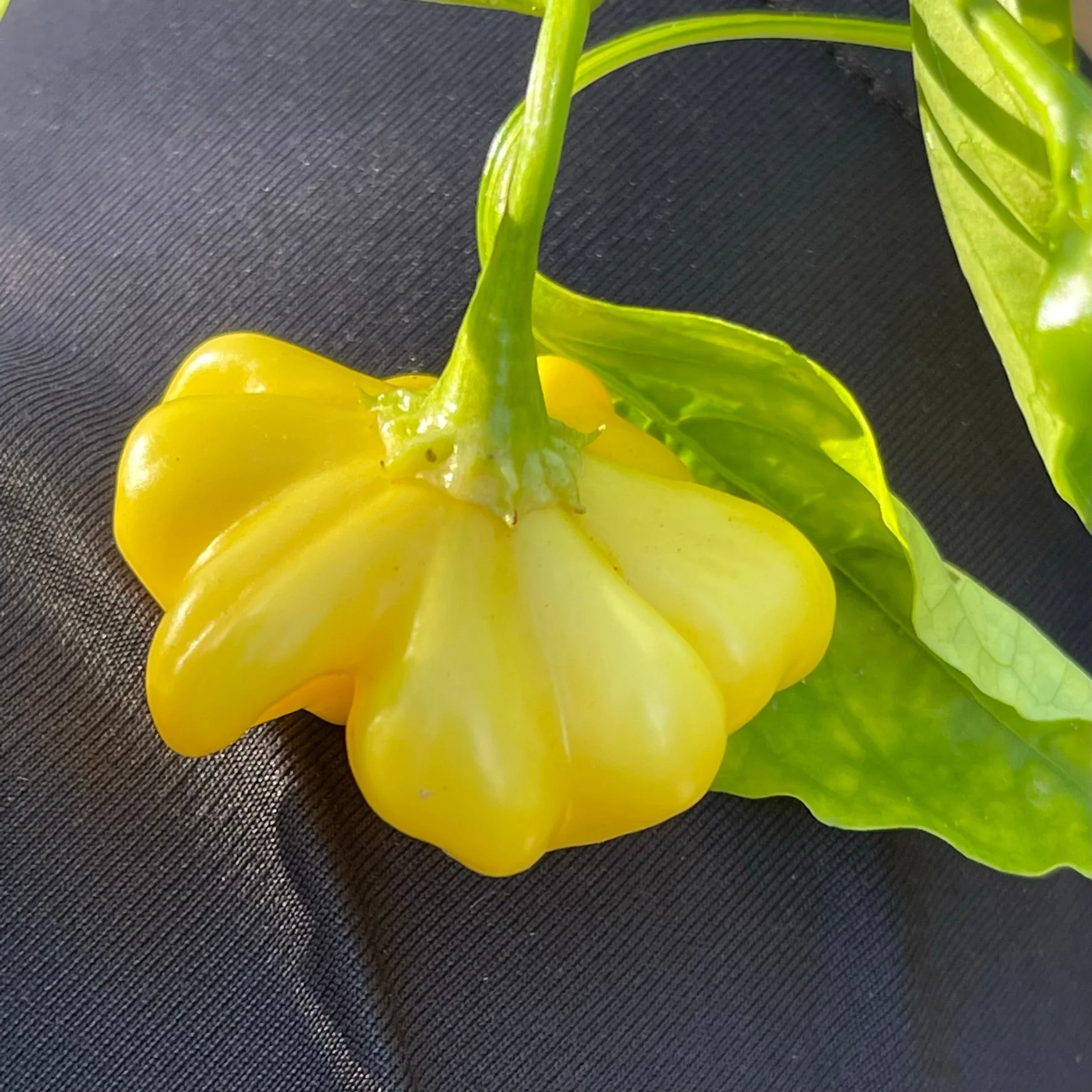 Brazilian Starfish Yellow - Seeds - Image 3