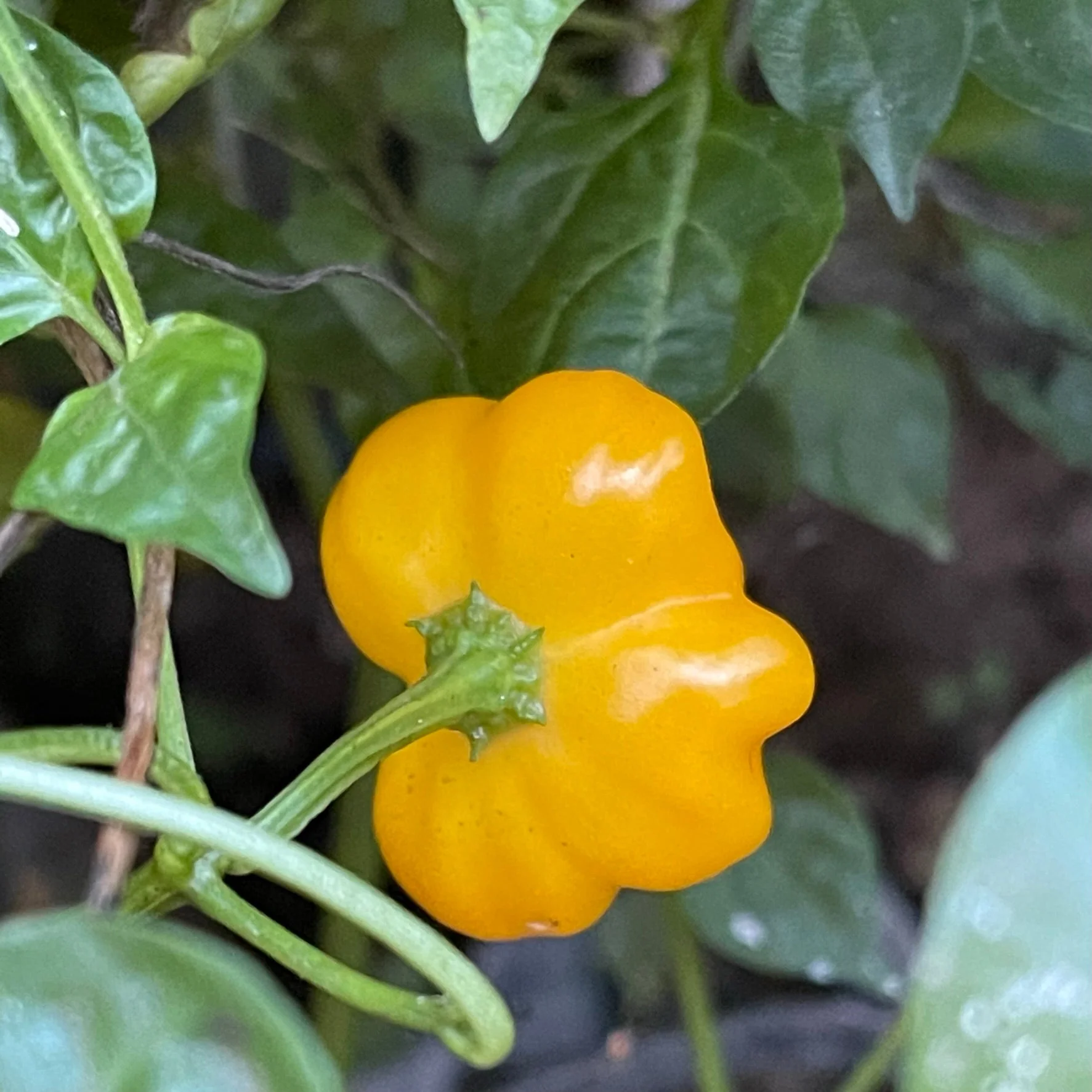 Brazilian Starfish Yellow - Seeds - Image 7