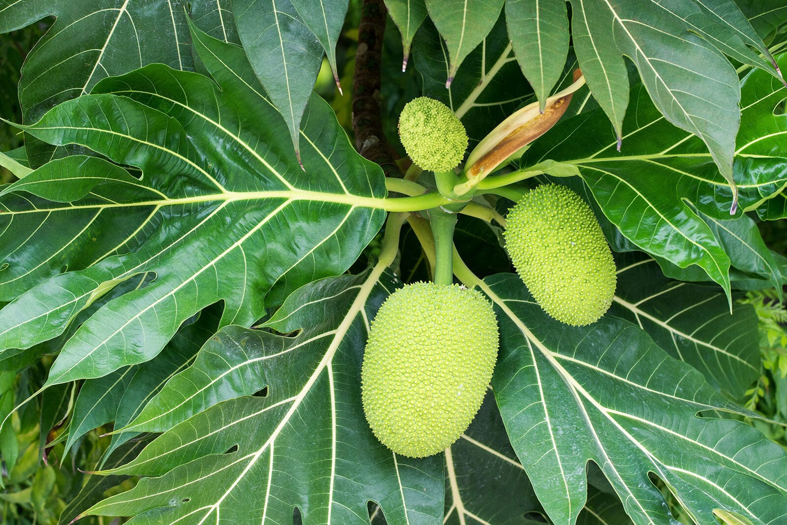 Breadfruit Tree, Air Layered - Image 2