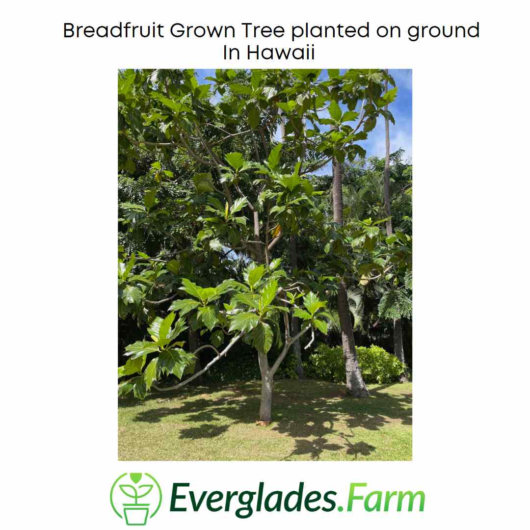Breadfruit Tree, Air Layered - Image 3