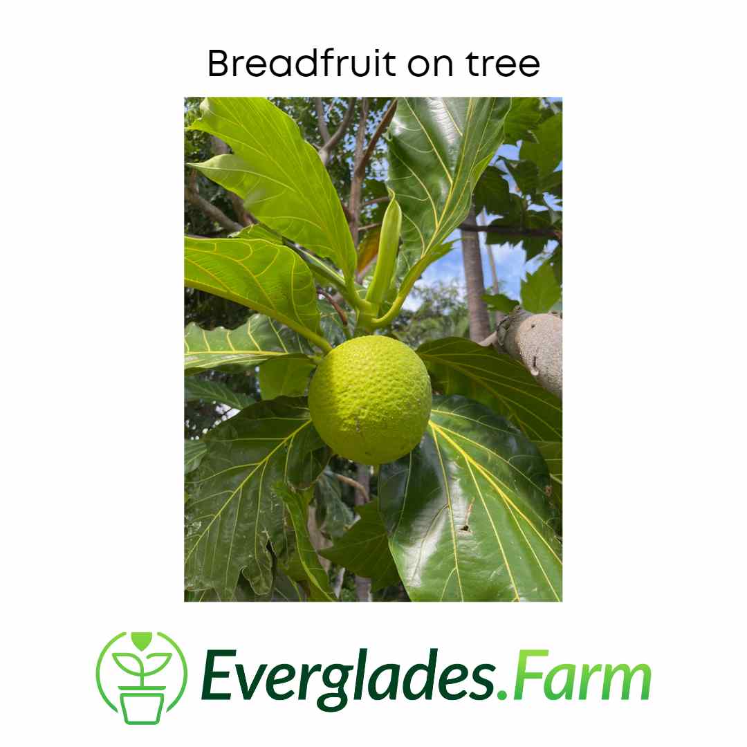 Breadfruit Tree, Air Layered - Image 4