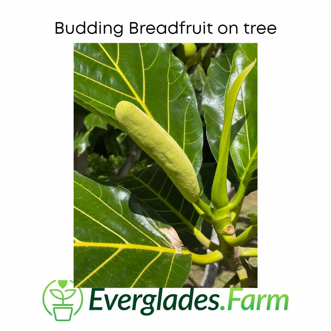 Breadfruit Tree, Air Layered - Image 5