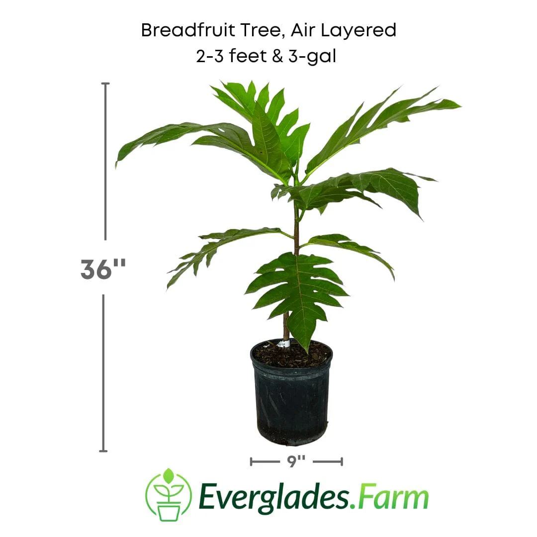 Breadfruit Tree, Air Layered - Image 6