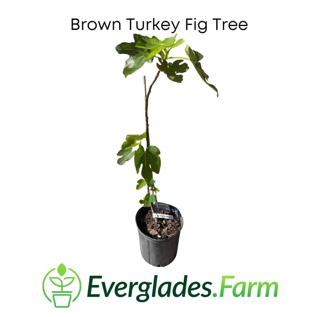 Brown Turkey Fig Tree, Dwarf - Image 2