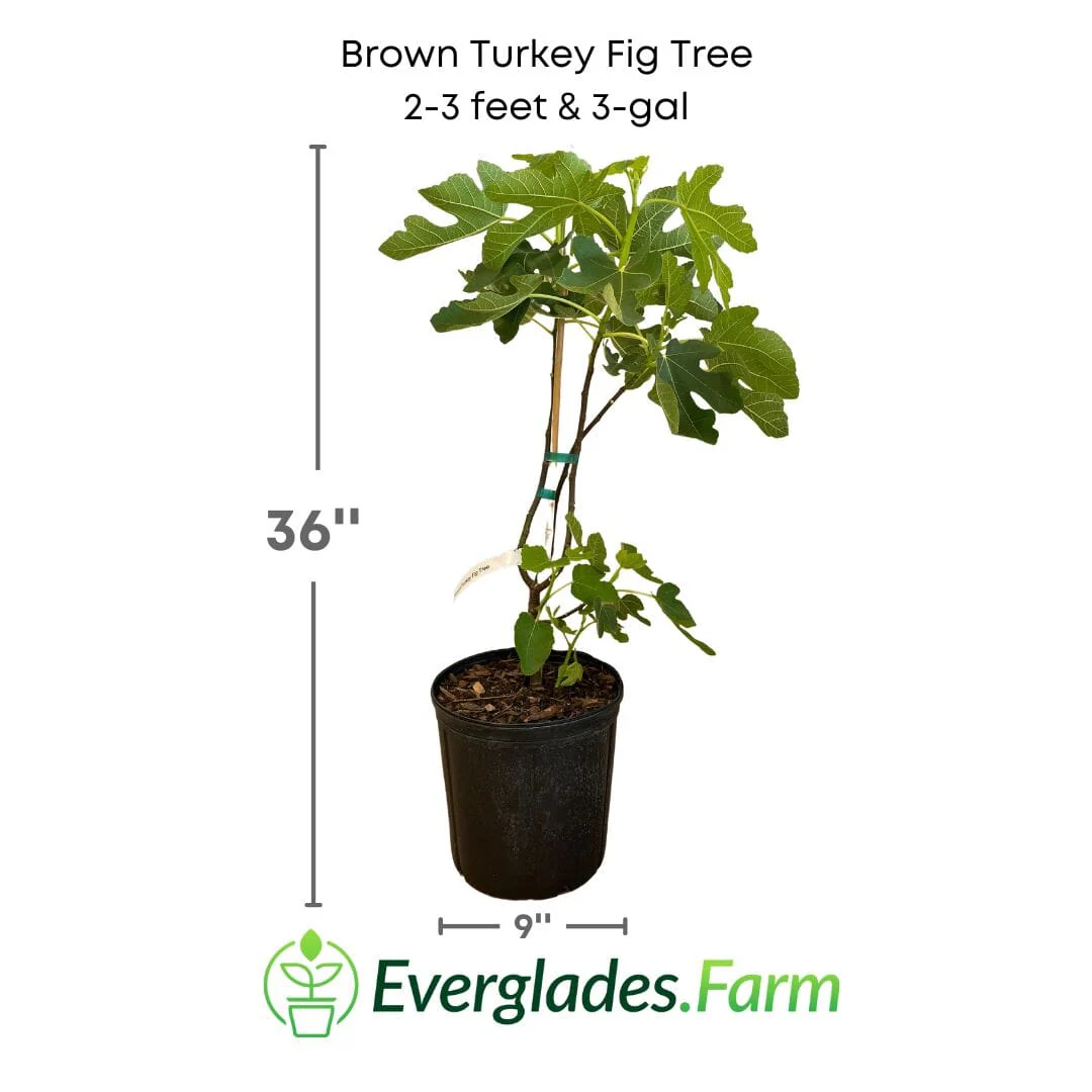 Brown Turkey Fig Tree, Dwarf - Image 3