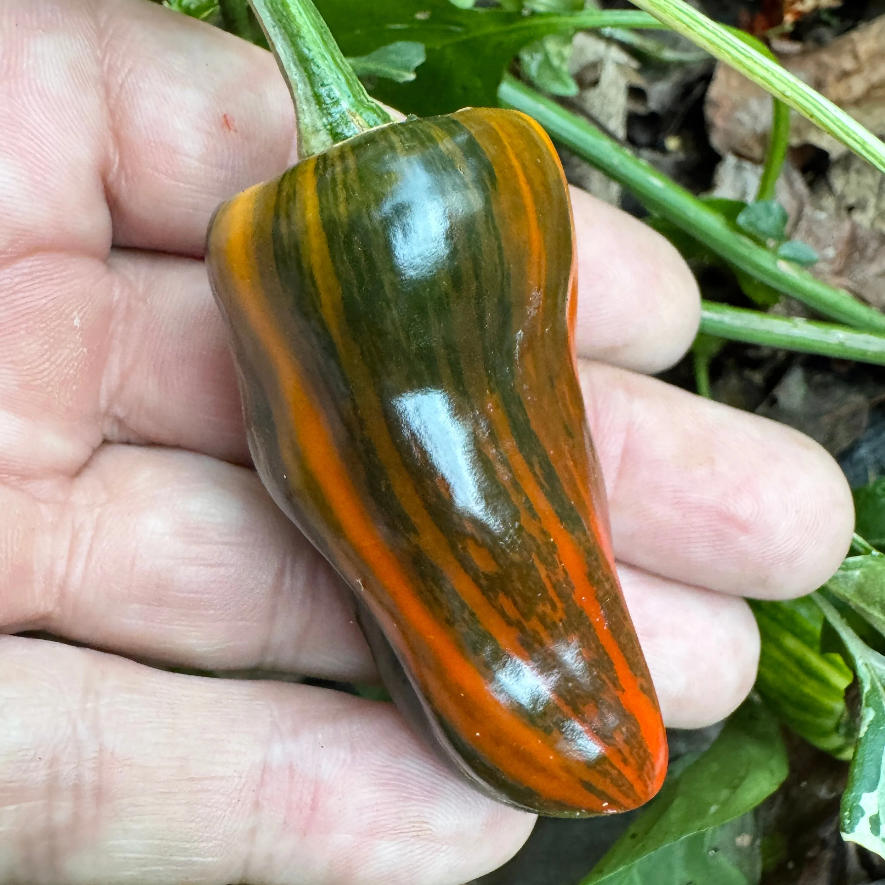 Bryans Blood Rainbow - Seeds - Image 2