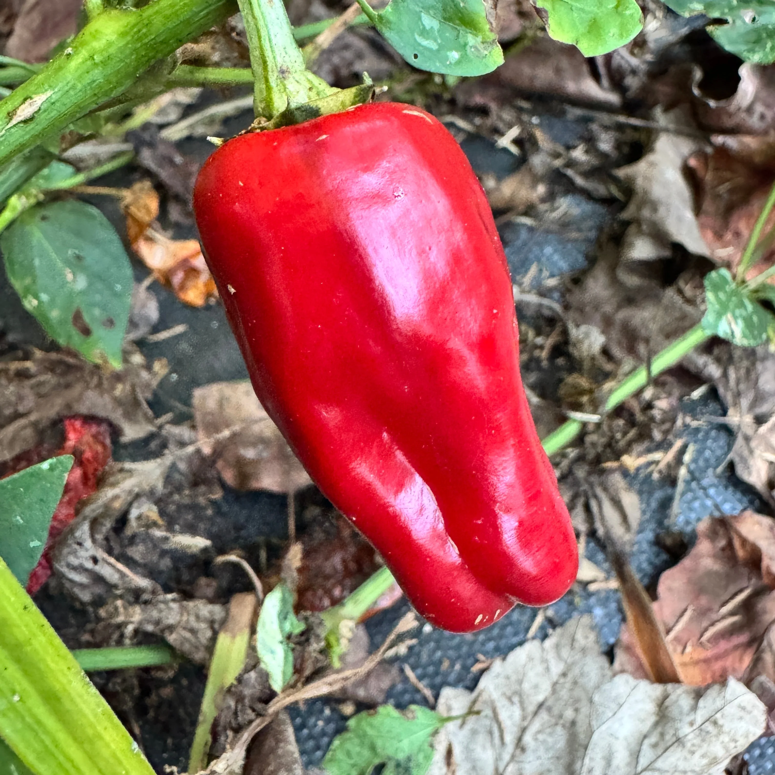 Bryans Blood Rainbow - Seeds - Image 3