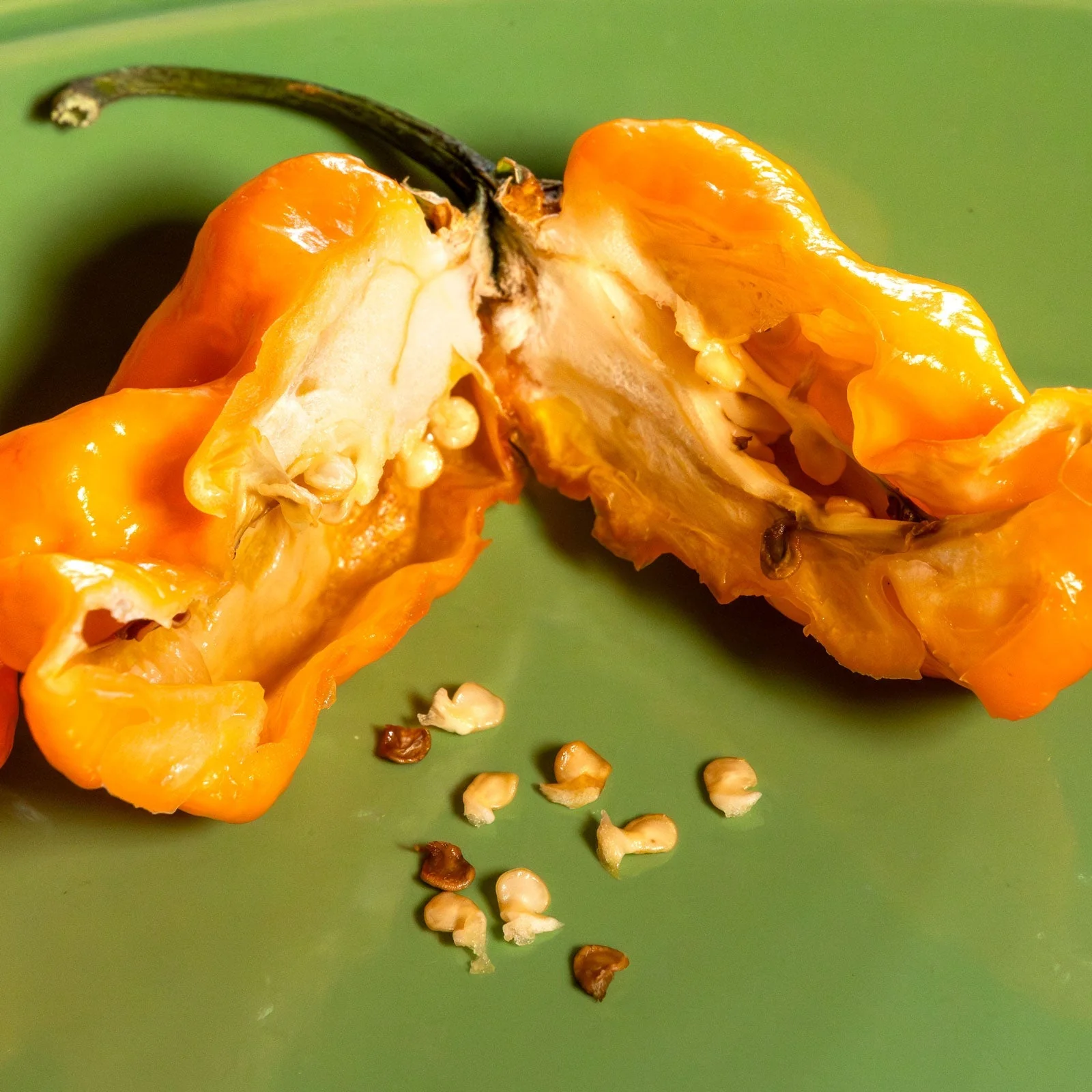 Bubblegum 7 Pot x SRTSL Orange Pepper Seeds - Image 3