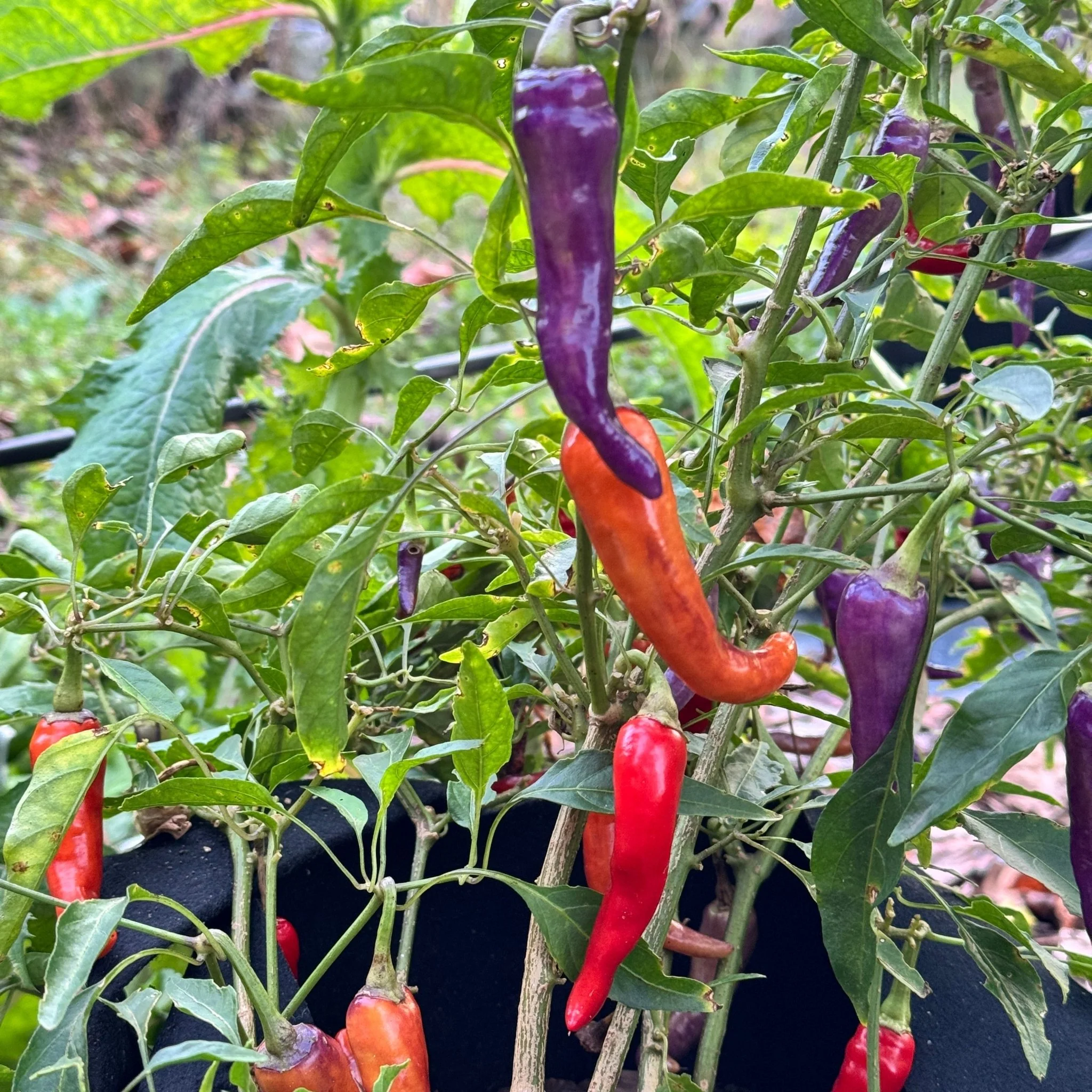 Buena Mulata - Seeds - Image 2