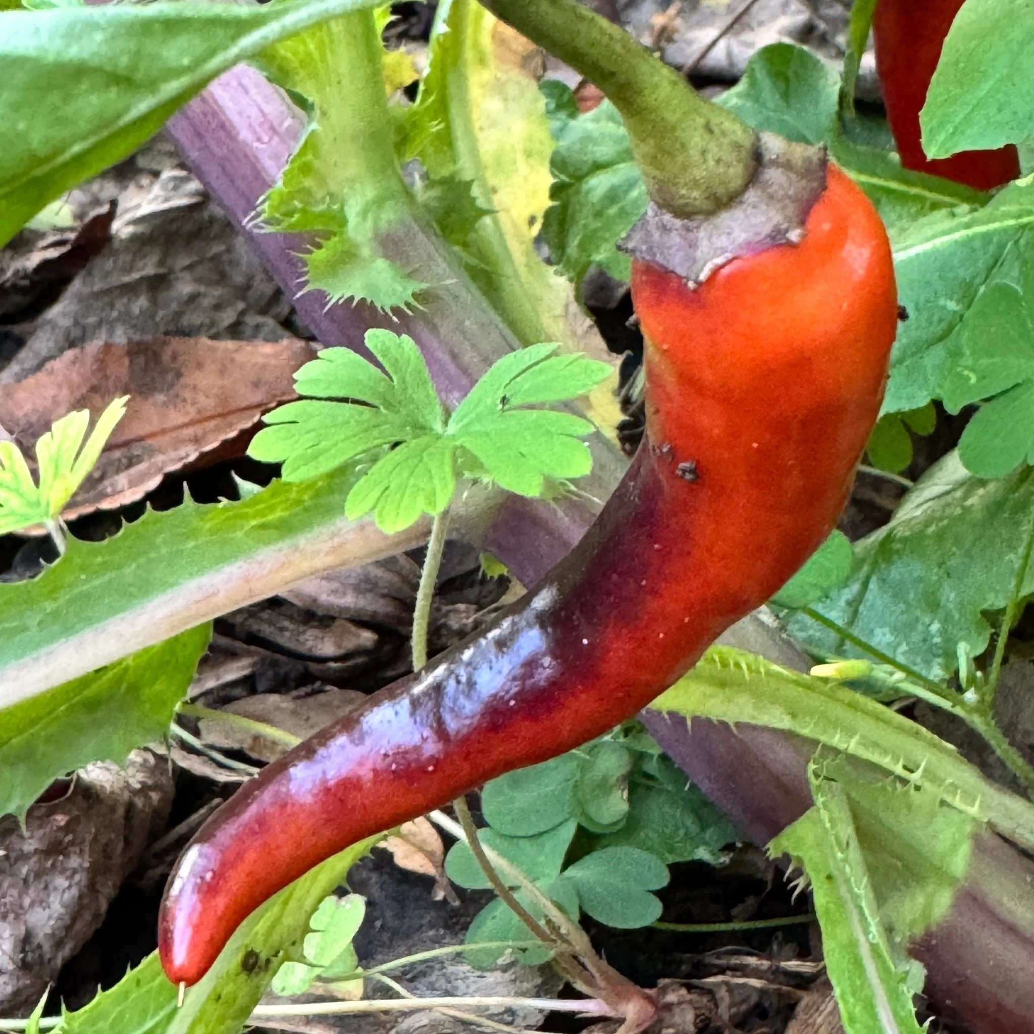 Buena Mulata - Seeds - Image 3