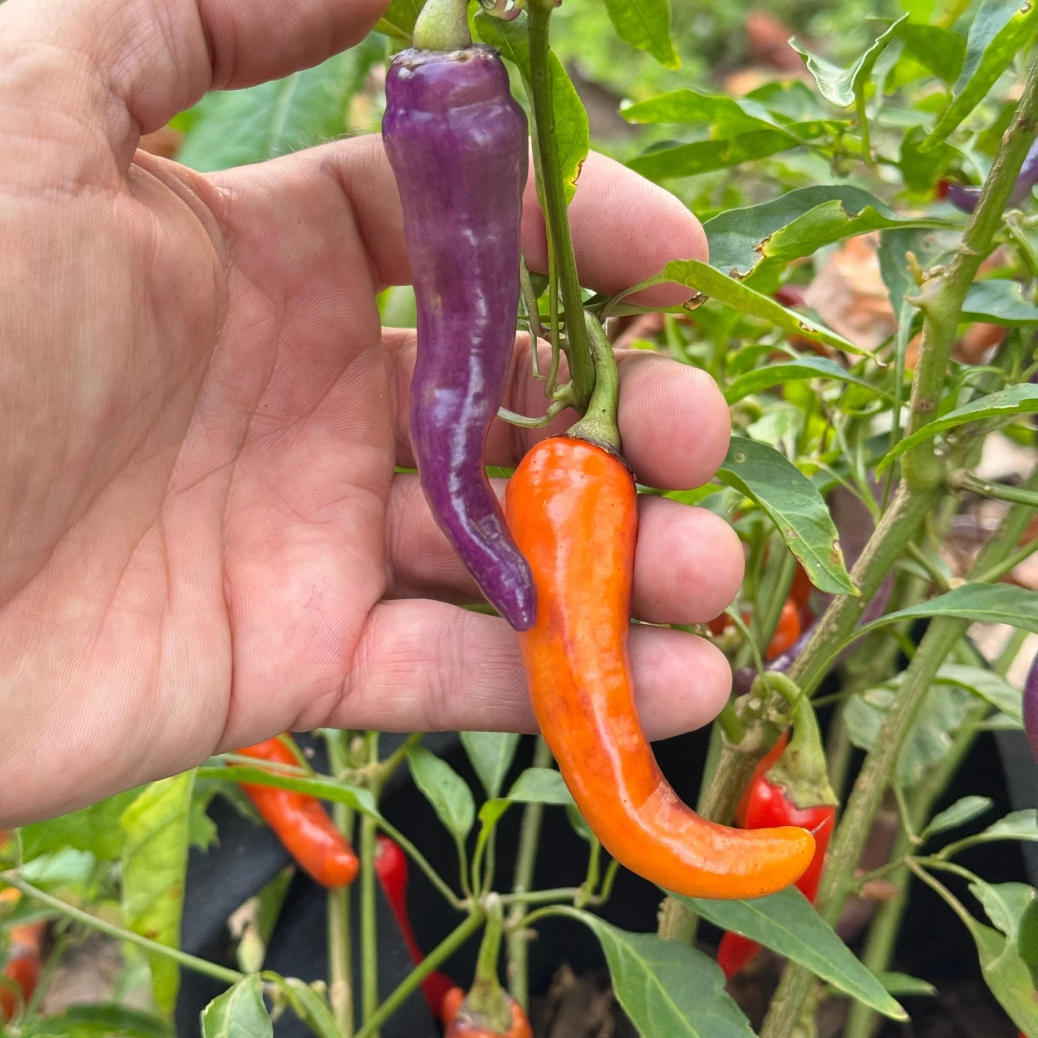 Buena Mulata - Seeds - Image 4