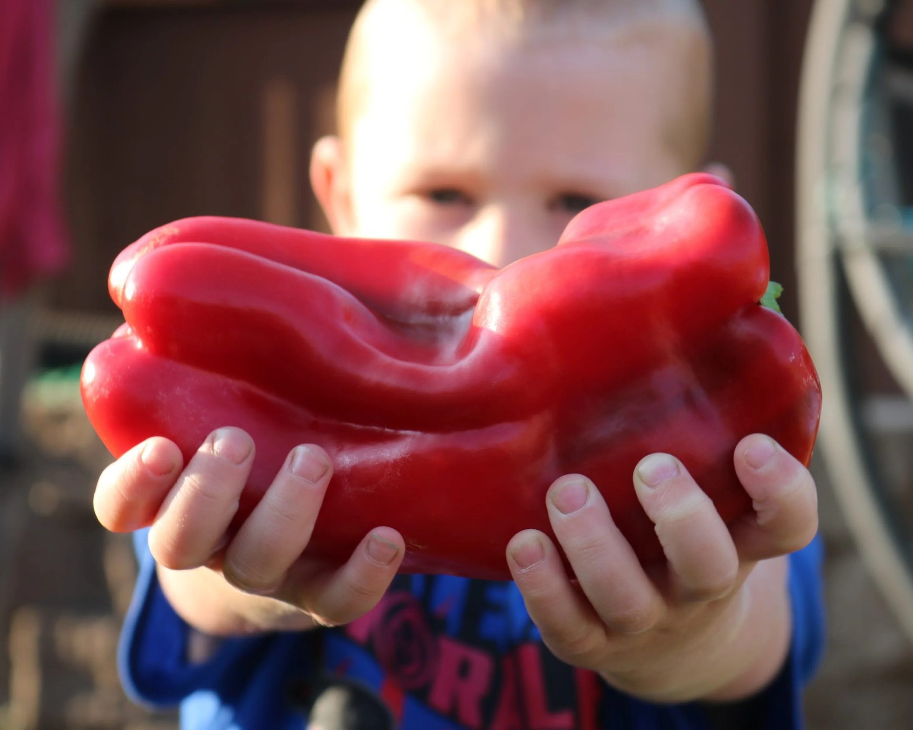 Bulk: Red Impact Hybrid Pepper Seeds - Image 2