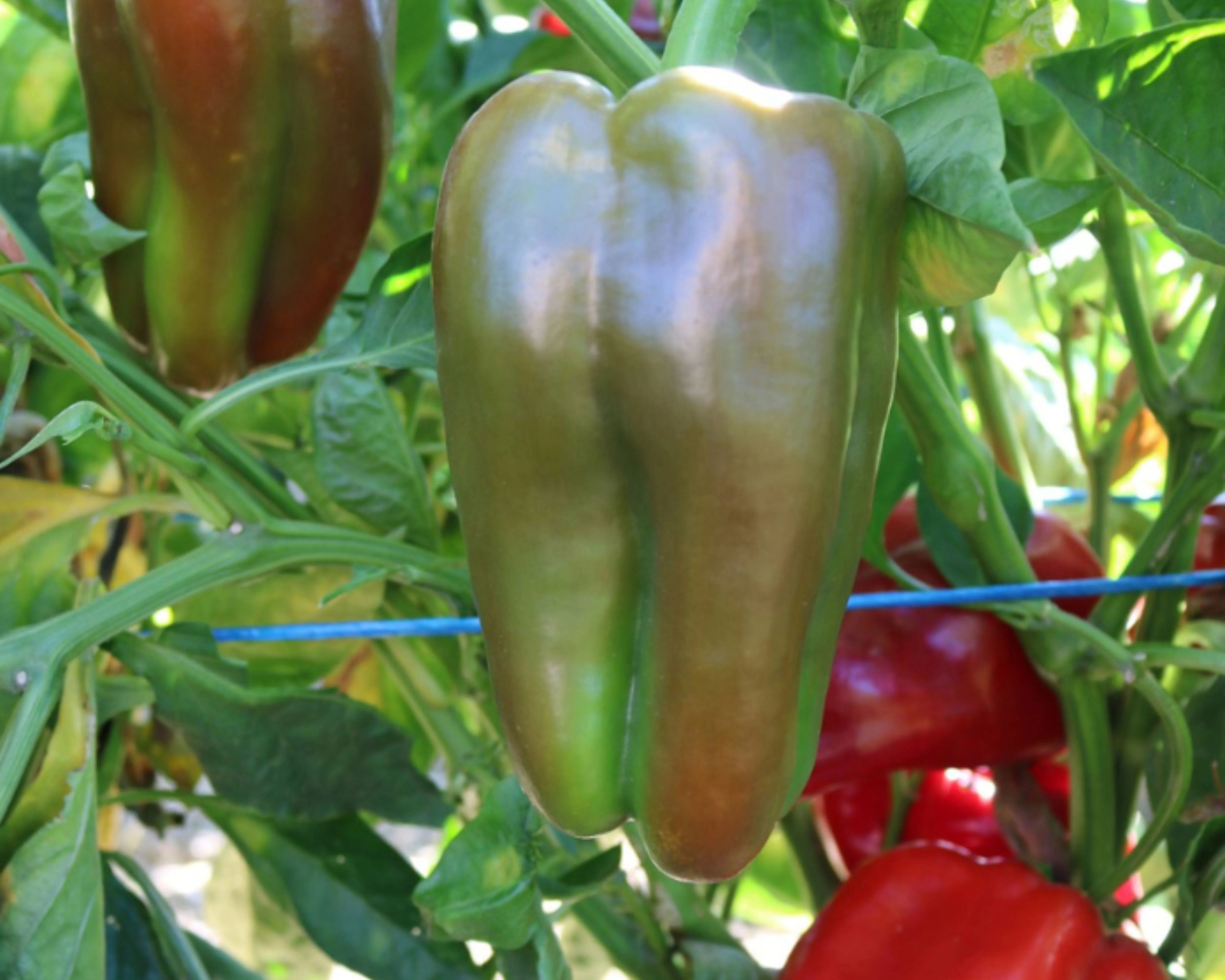 Bulk: Red Impact Hybrid Pepper Seeds - Image 4