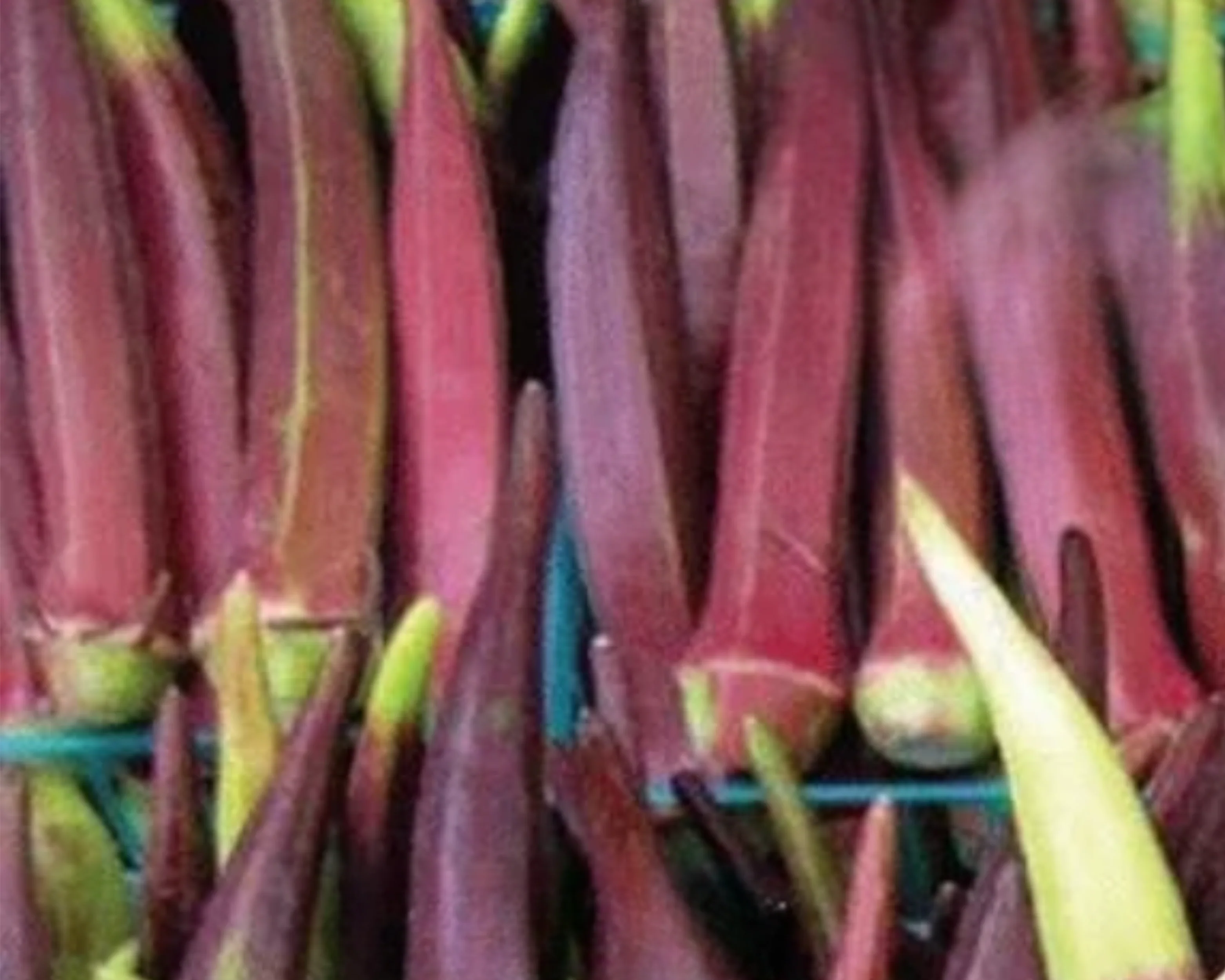 Burgundy Okra Seeds - Image 2