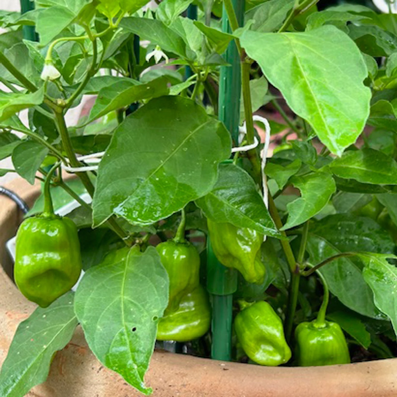 Burning Bush F1 Pepper Seeds - Image 2