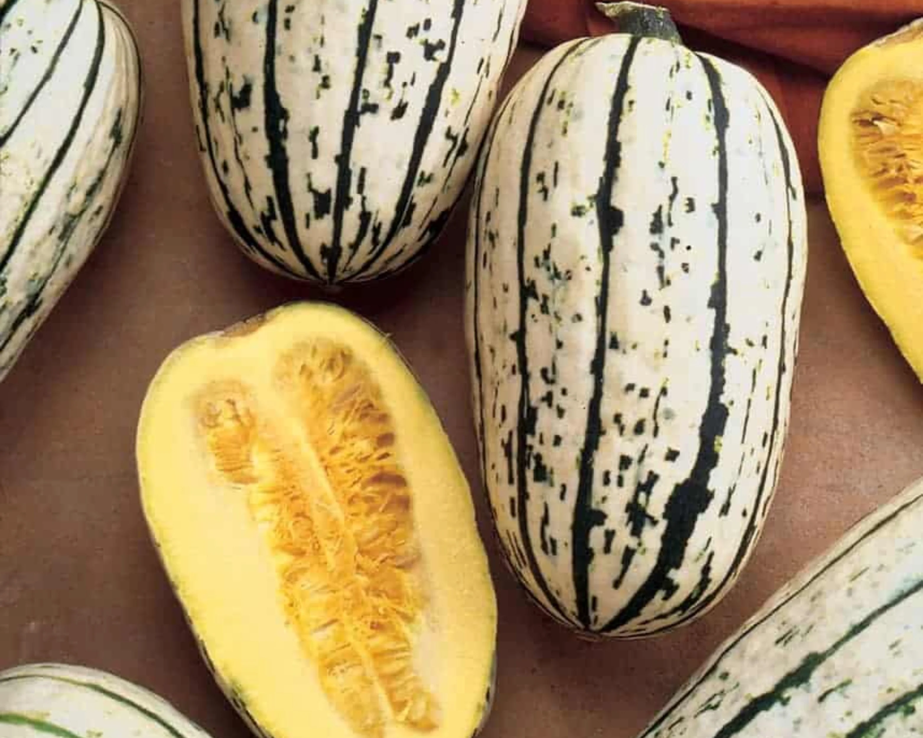 Bush Delicata Winter Squash Seeds - Image 2