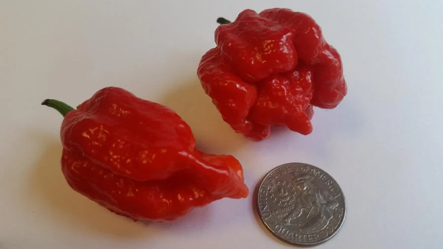 Butch T Scorpion - Seeds - Image 2