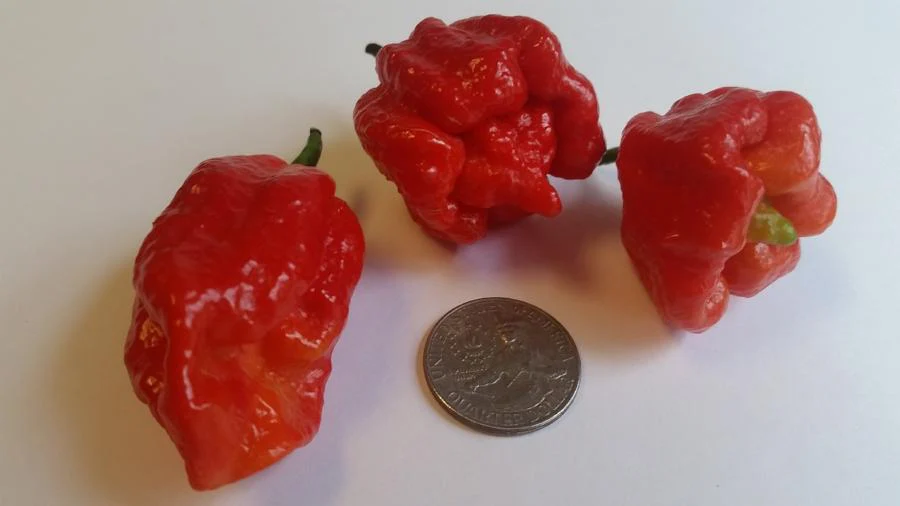 Butch T Scorpion - Seeds - Image 3