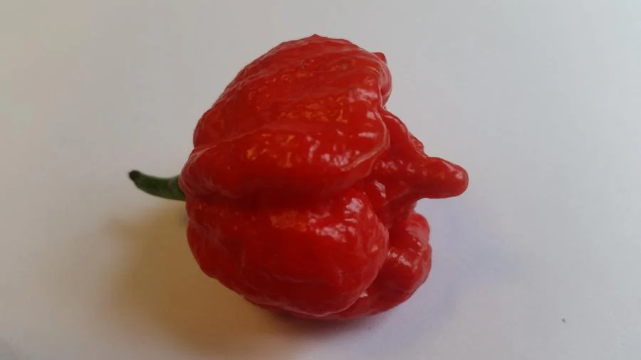 Butch T Scorpion - Seeds - Image 4