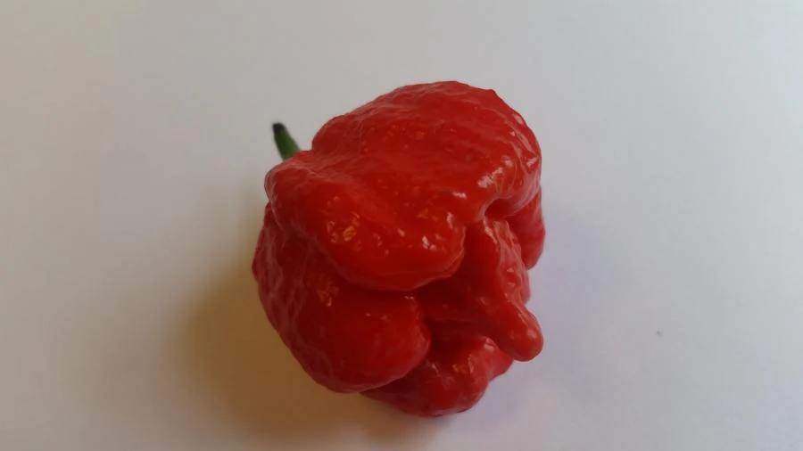 Butch T Scorpion - Seeds - Image 5