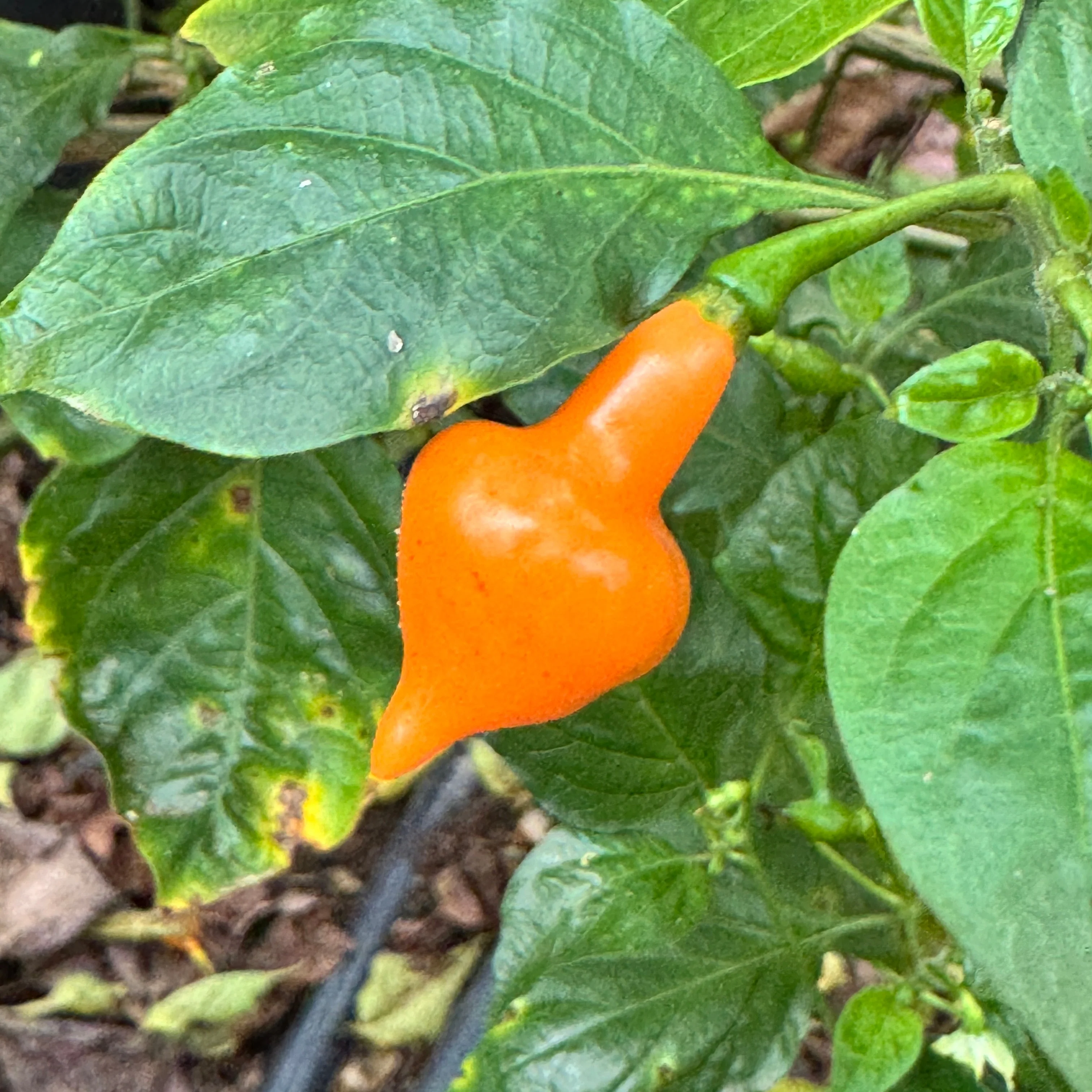 Cabacina Laranja - Seeds