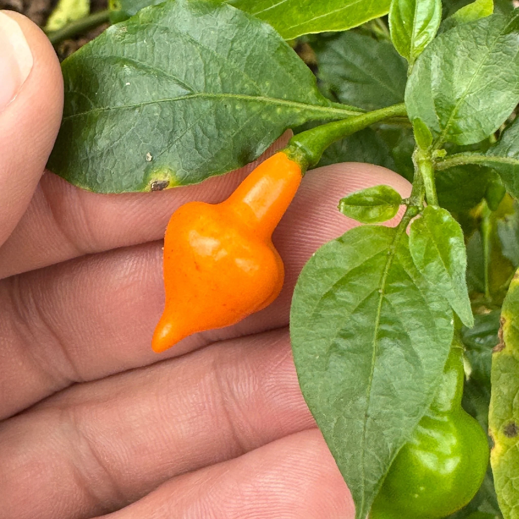 Cabacina Laranja - Seeds - Image 2