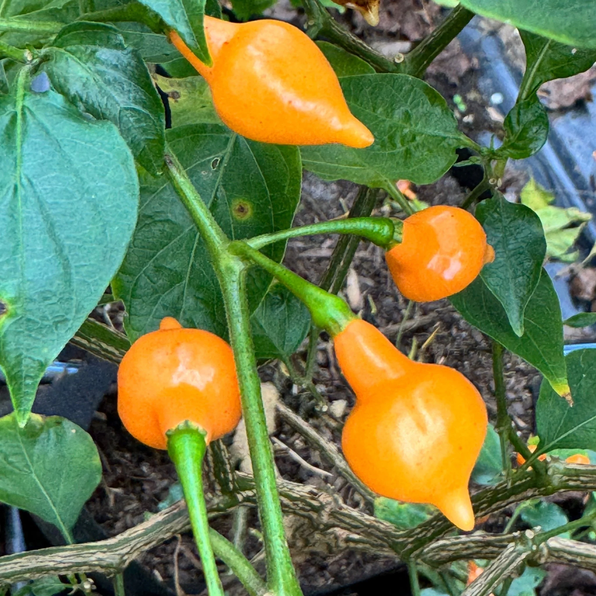 Cabacina Laranja - Seeds - Image 3