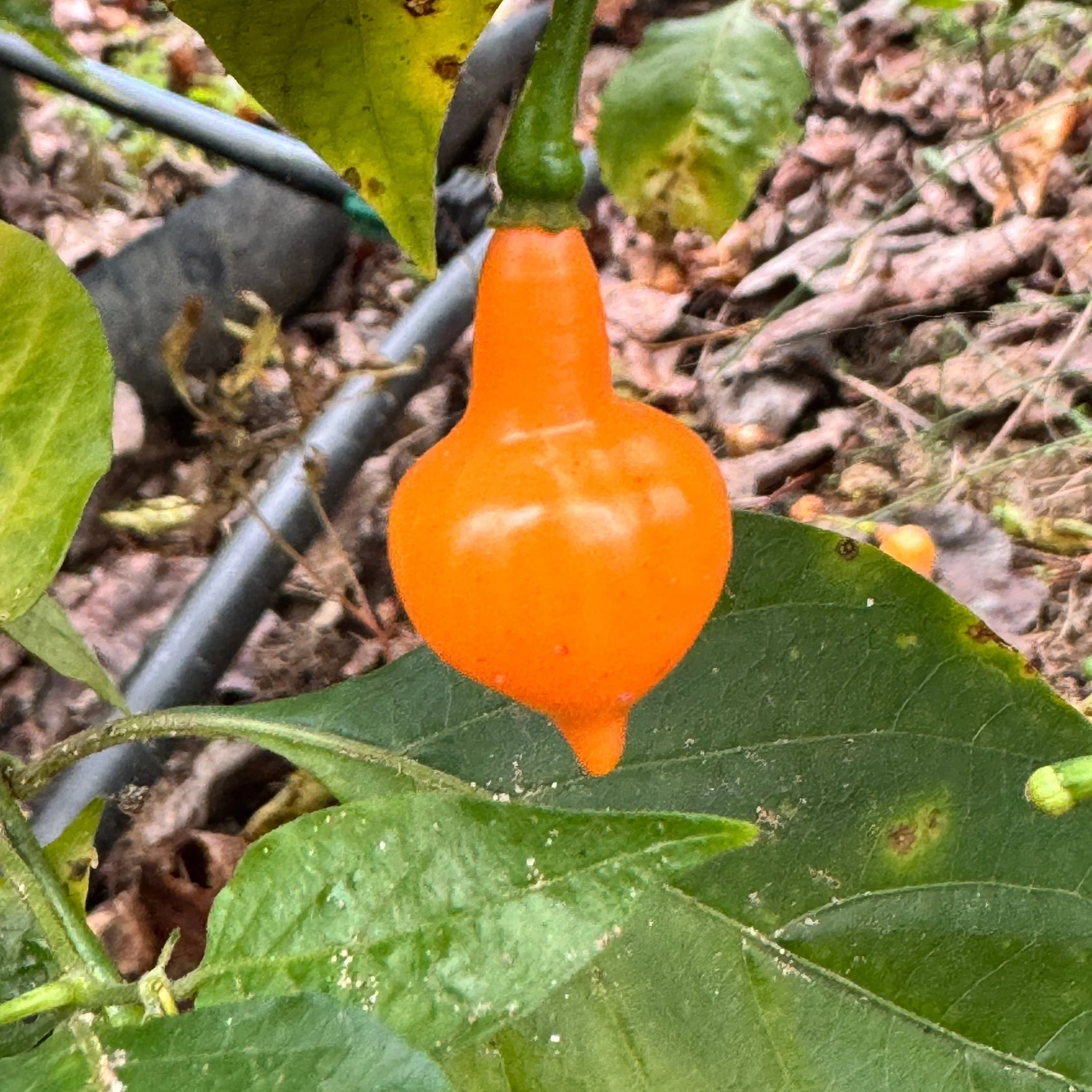 Cabacina Laranja - Seeds - Image 6