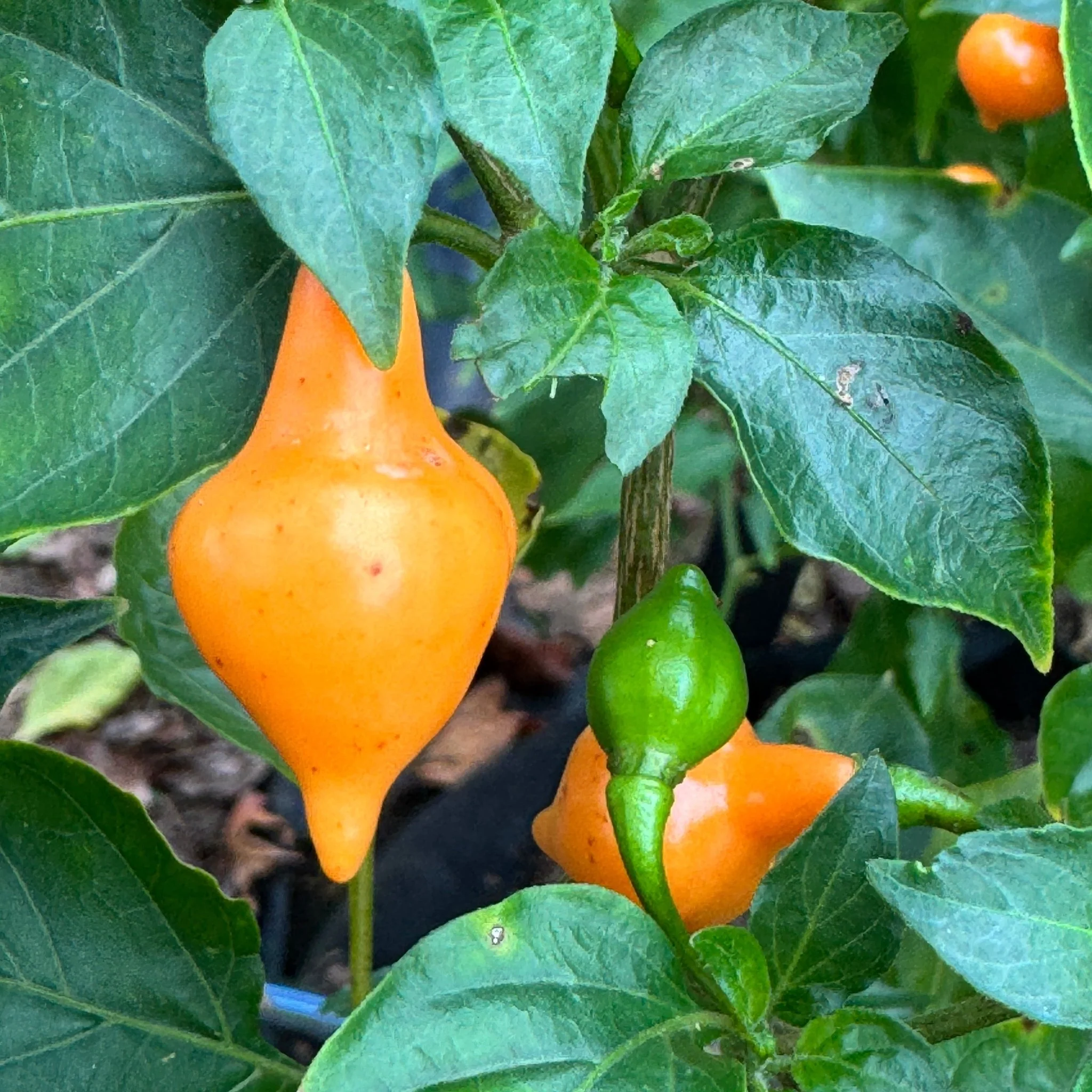 Cabacina Laranja - Seeds - Image 7