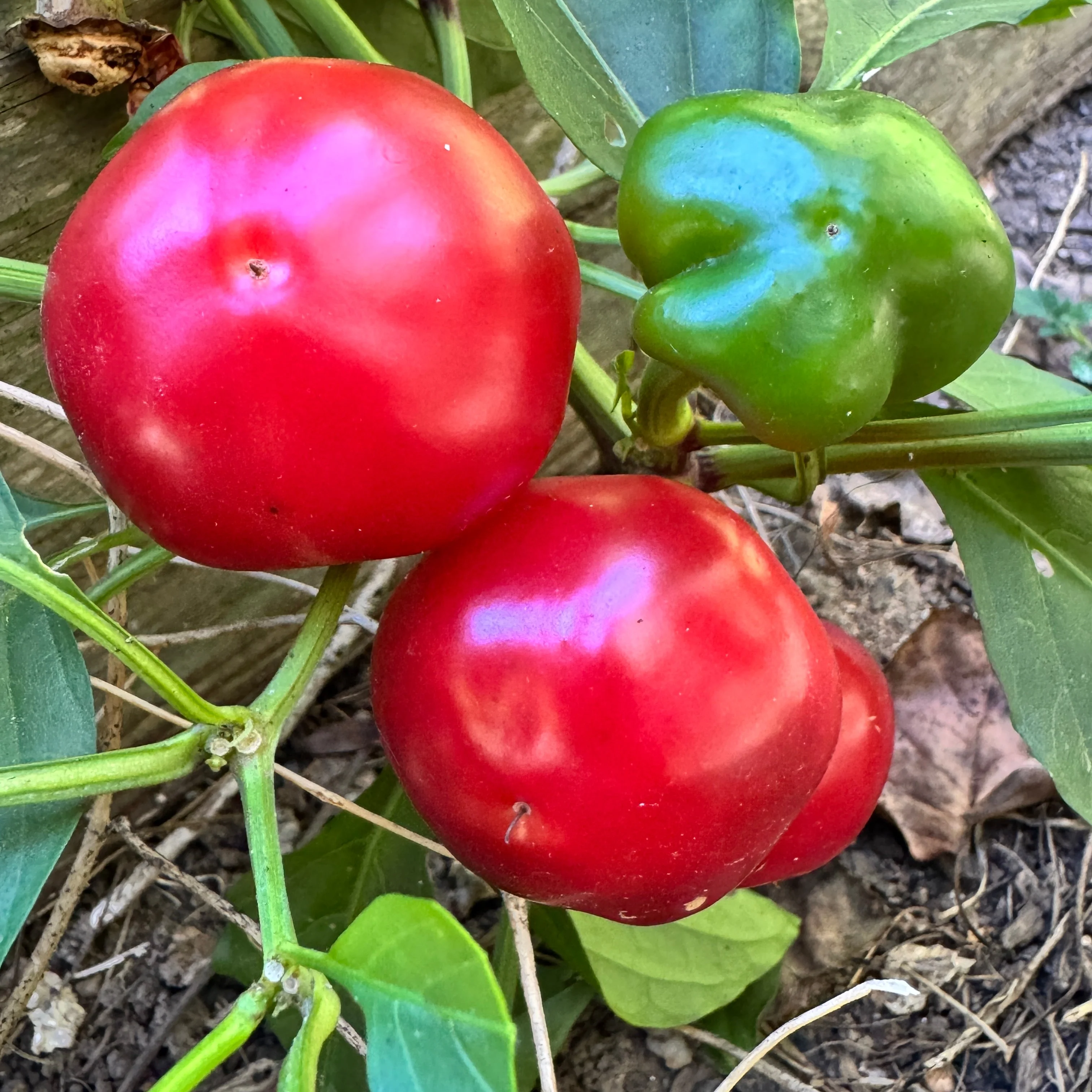 Calabrian Calabrese - Seeds - Image 2