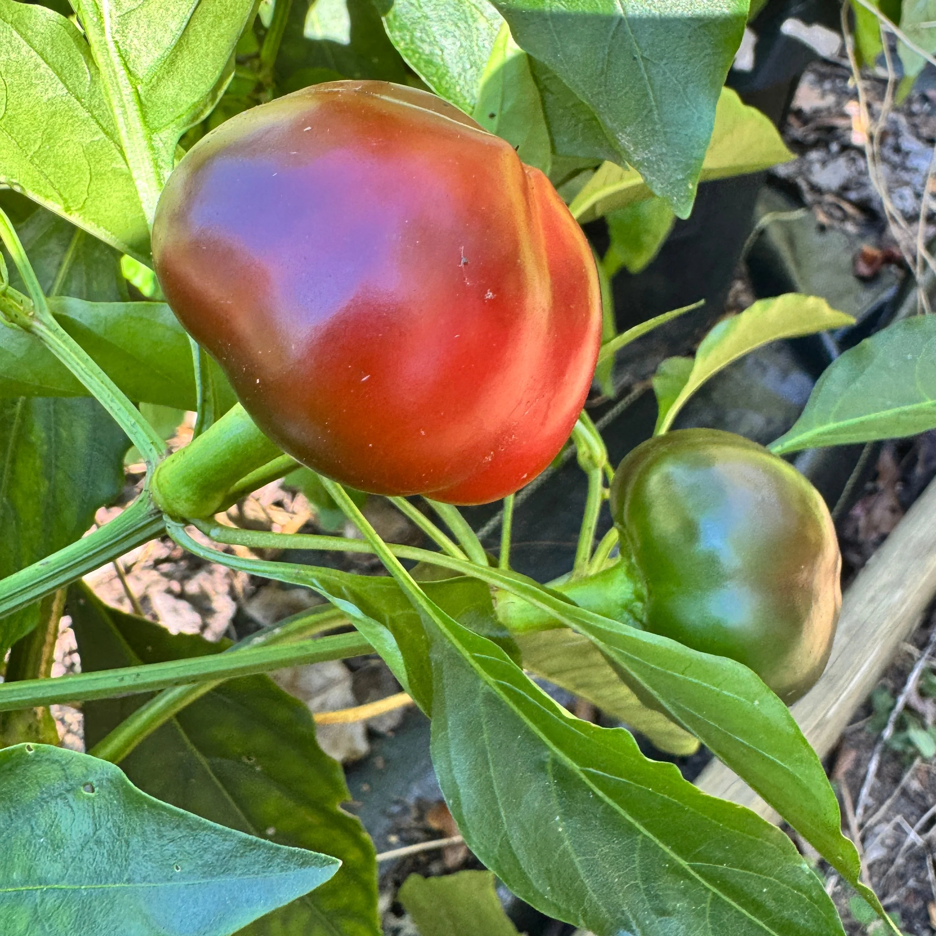 Calabrian Calabrese - Seeds - Image 3