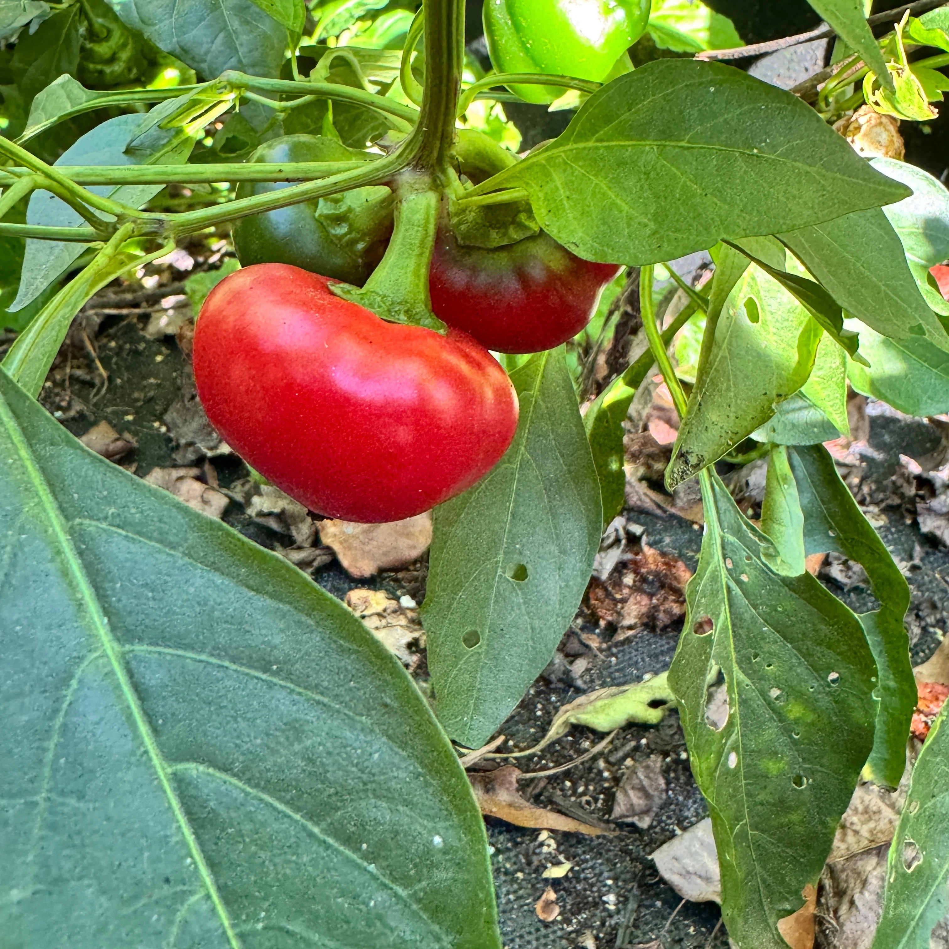 Calabrian Calabrese - Seeds - Image 4