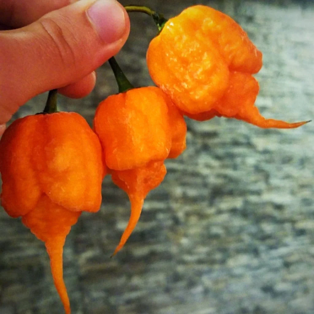 California Reaper Seeds - Image 4